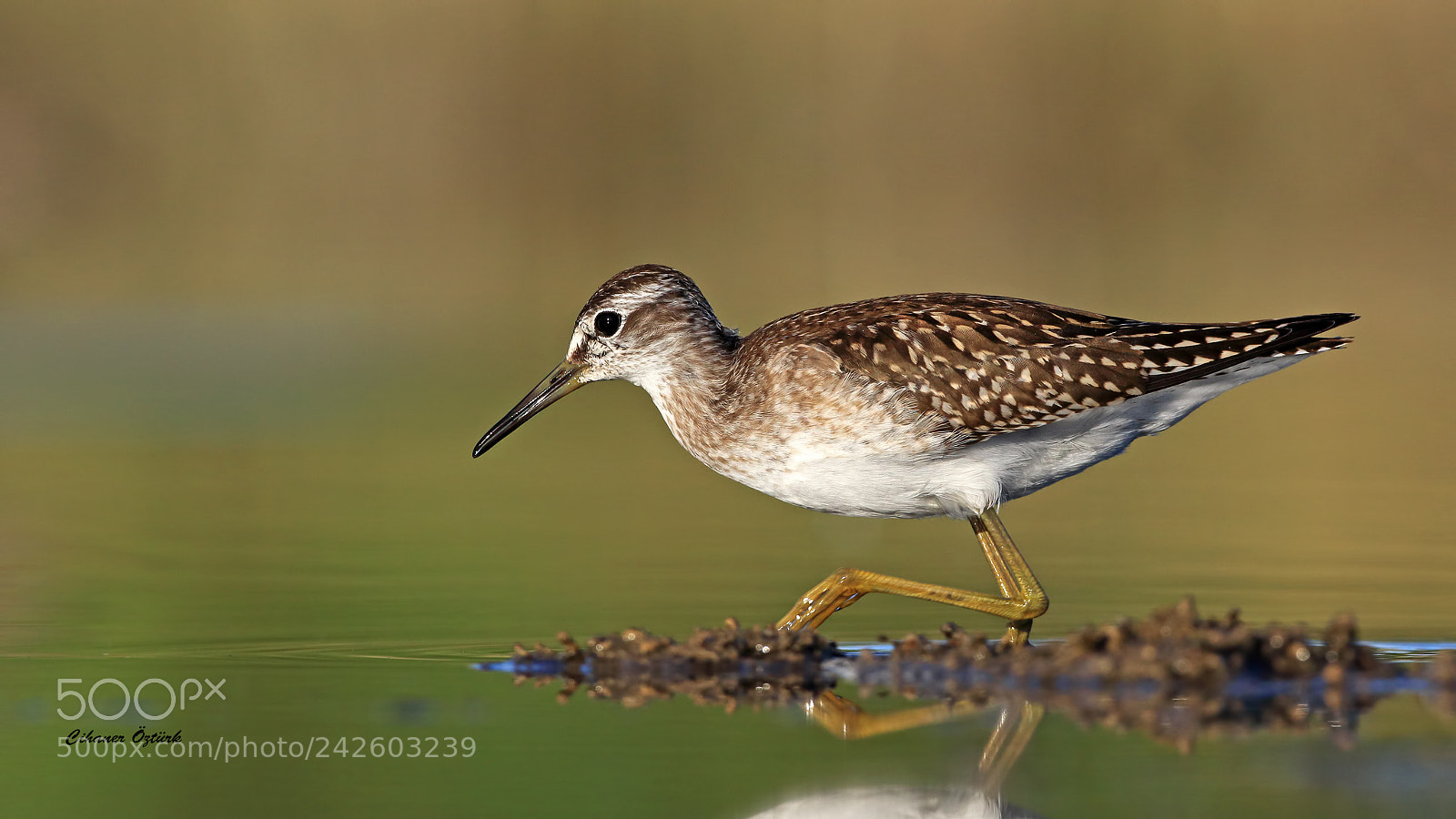 Canon EOS 7D Mark II sample photo. Wood sandpiper. photography