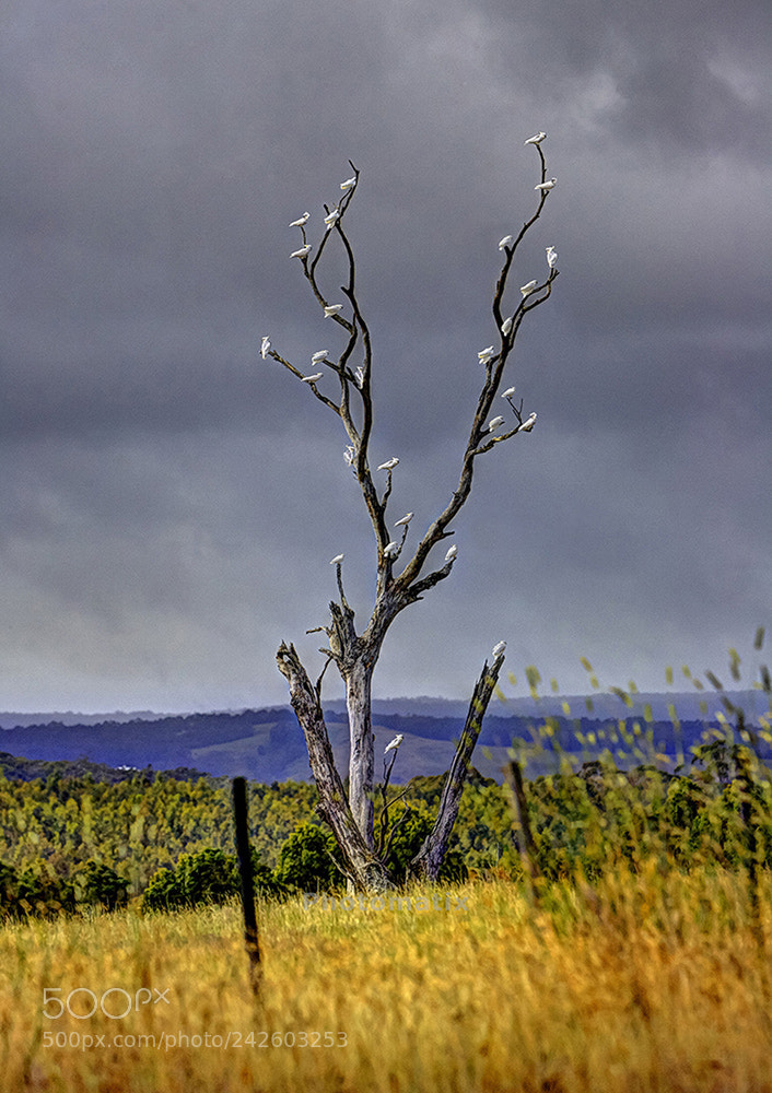 Canon EOS-1D Mark II sample photo. Cockatoo tree photography