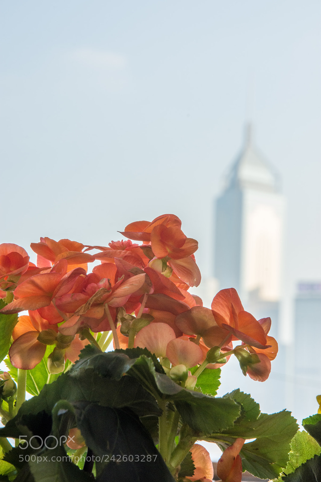 Nikon D7200 sample photo. Full bloom photography