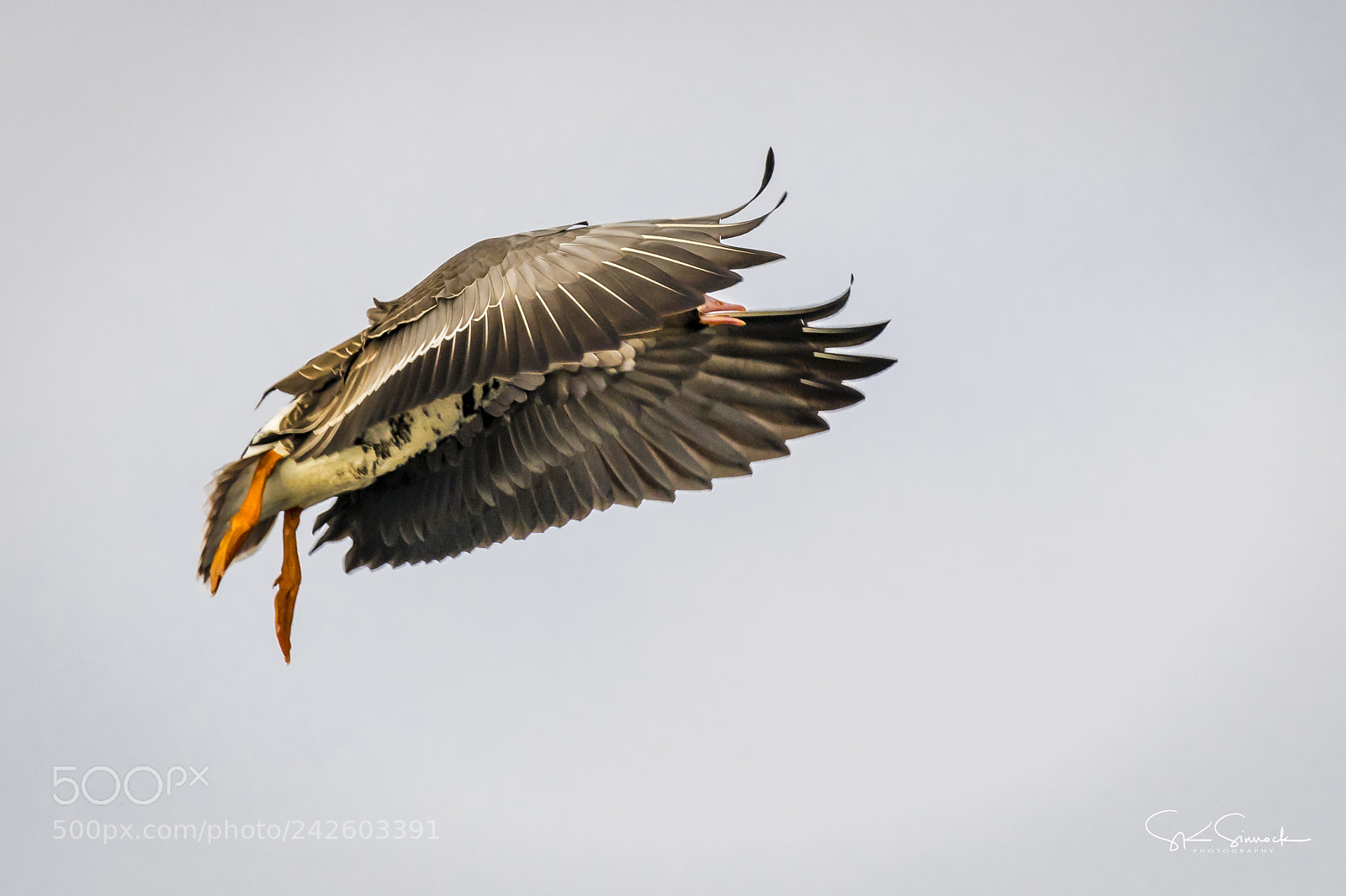 Nikon D850 sample photo. Greater white fronted goose photography