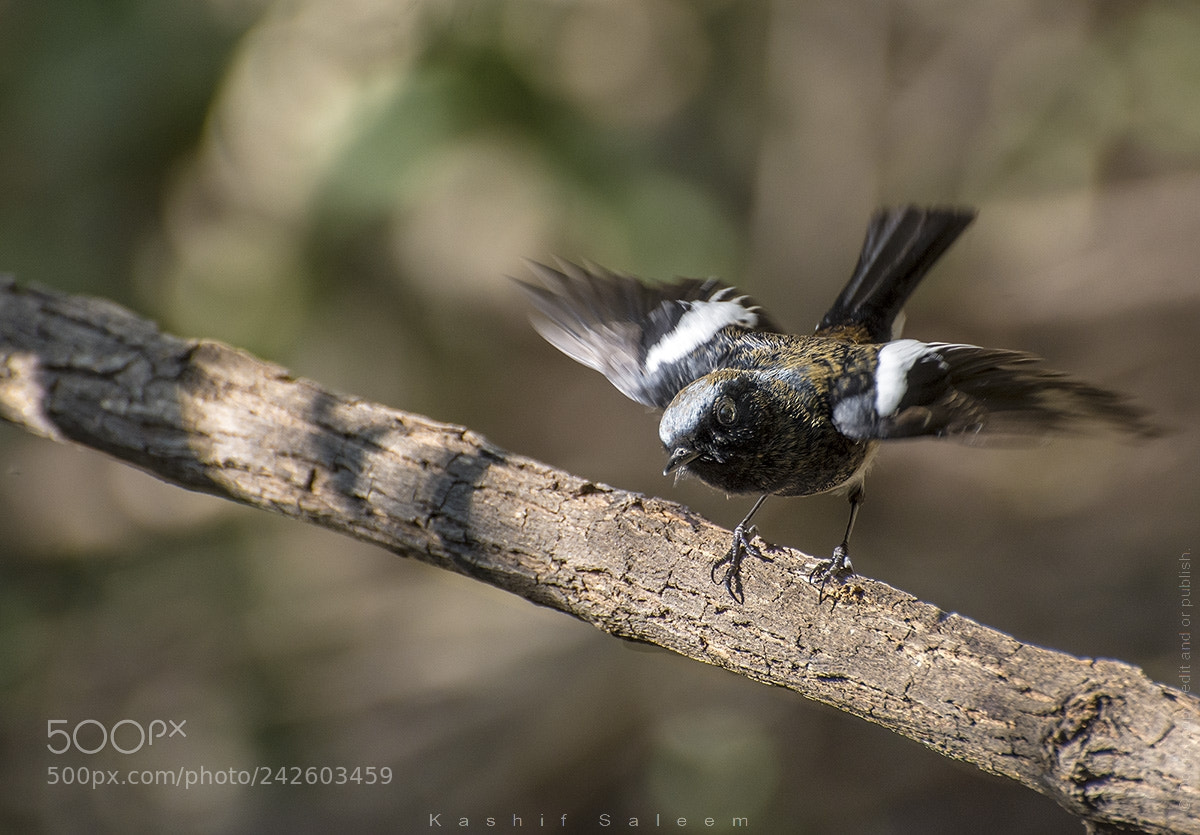 Nikon D7200 sample photo. Blue-capped redstart photography
