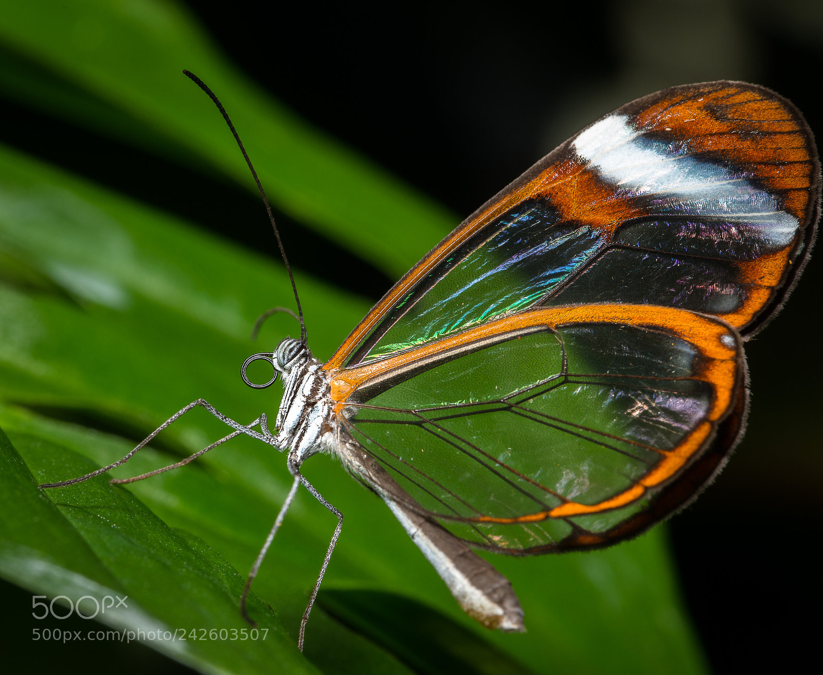 Nikon D800 sample photo. Transparent butterfly photography