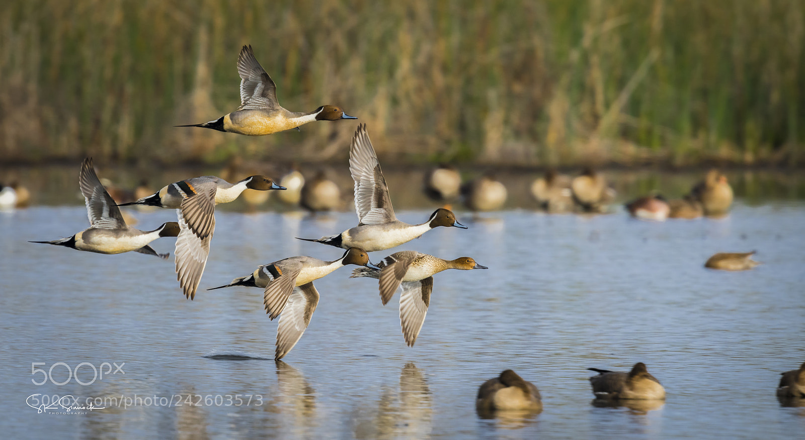 Nikon D850 sample photo. Northern pintail courtship flight photography