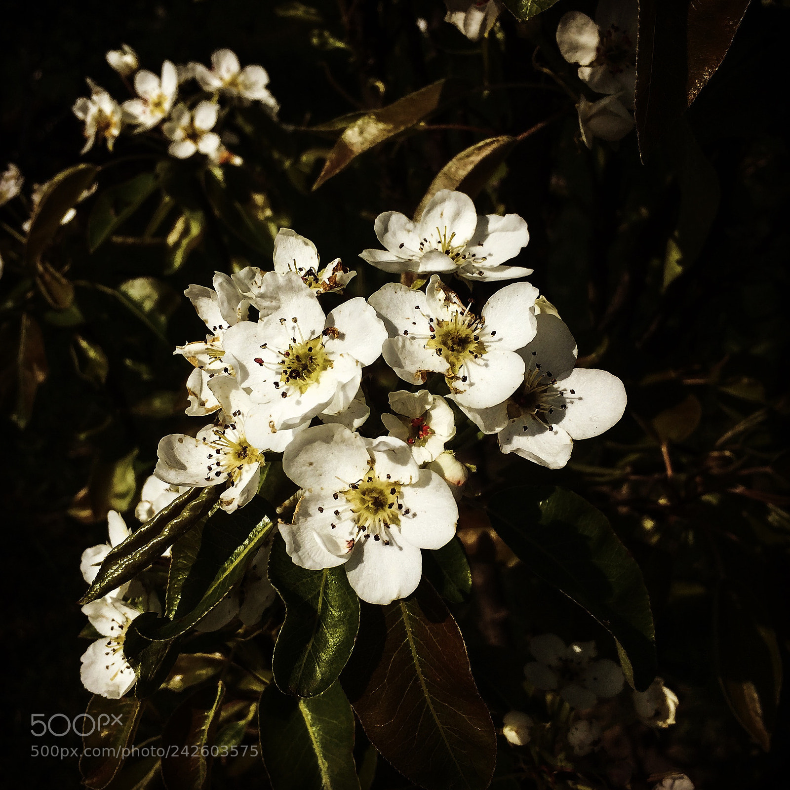 Apple iPhone 5s sample photo. Pear flowers photography