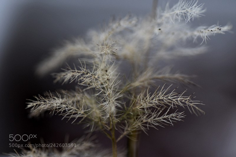 Nikon D5600 sample photo. Légéretée photography