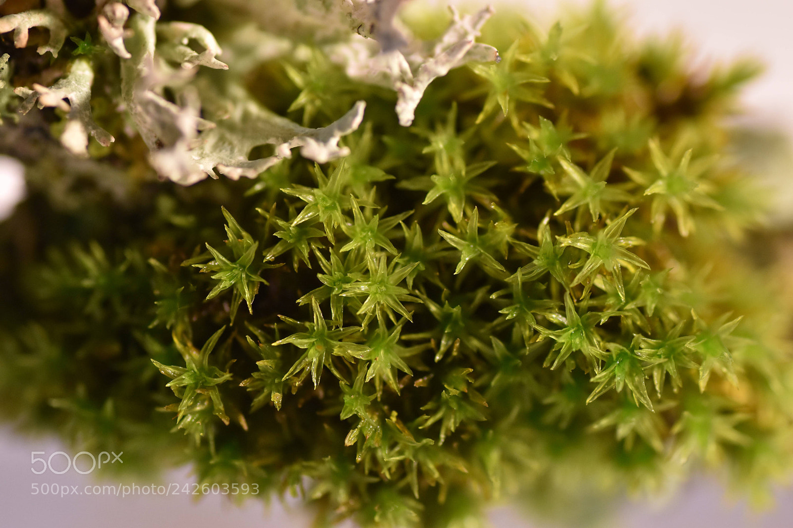 Nikon D5600 sample photo. Macro mousse photography