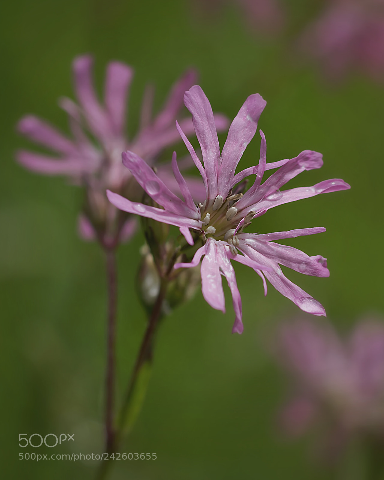 Nikon D7100 sample photo. Ragged robin photography