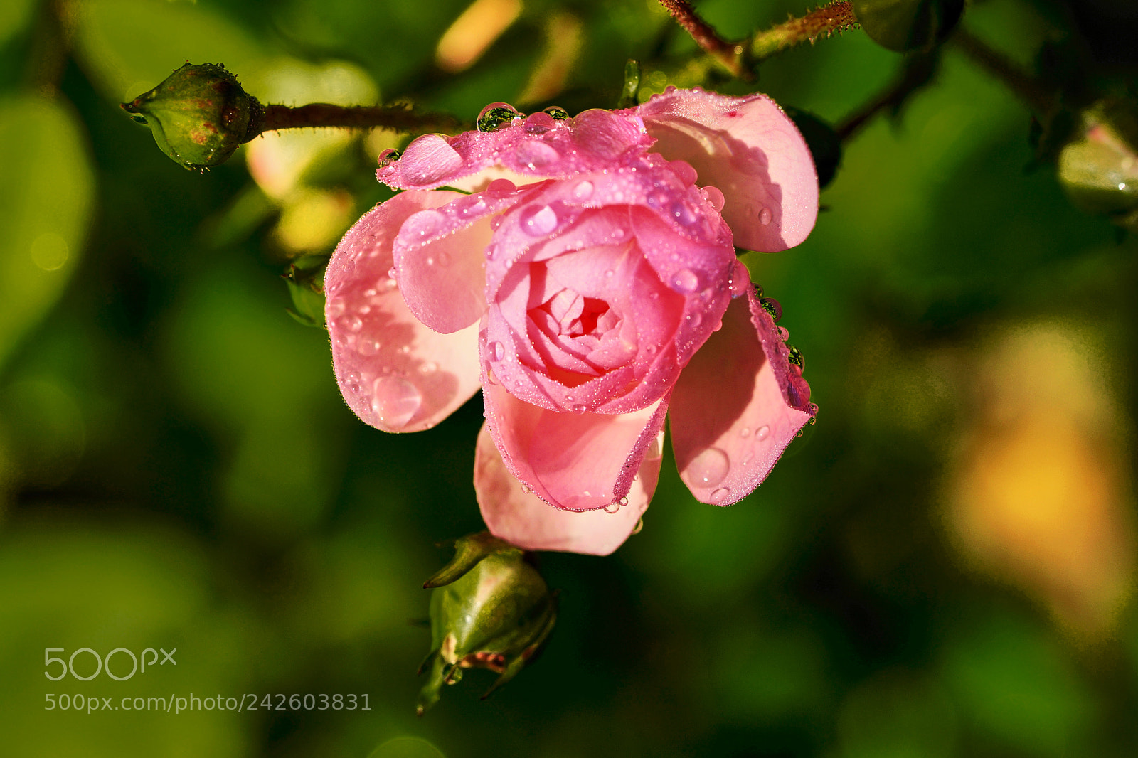 Sony SLT-A77 sample photo. Sulzau 6 photography