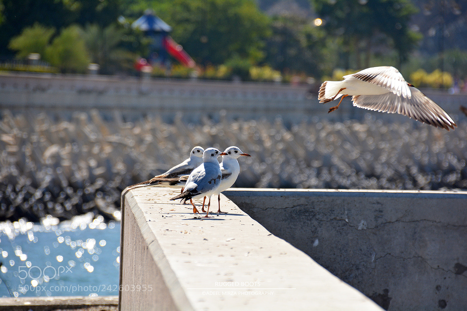 Nikon D7100 sample photo. Time to fly photography