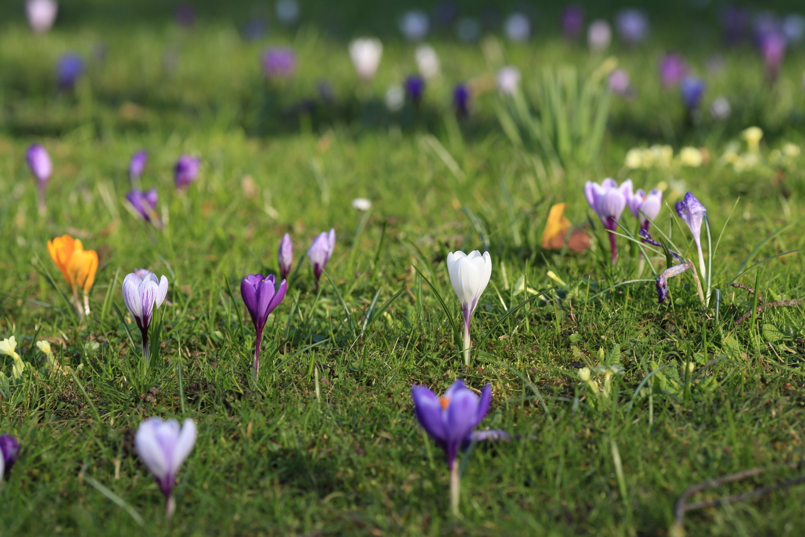 Canon EF 200mm F2.8L II USM sample photo. Spring photography