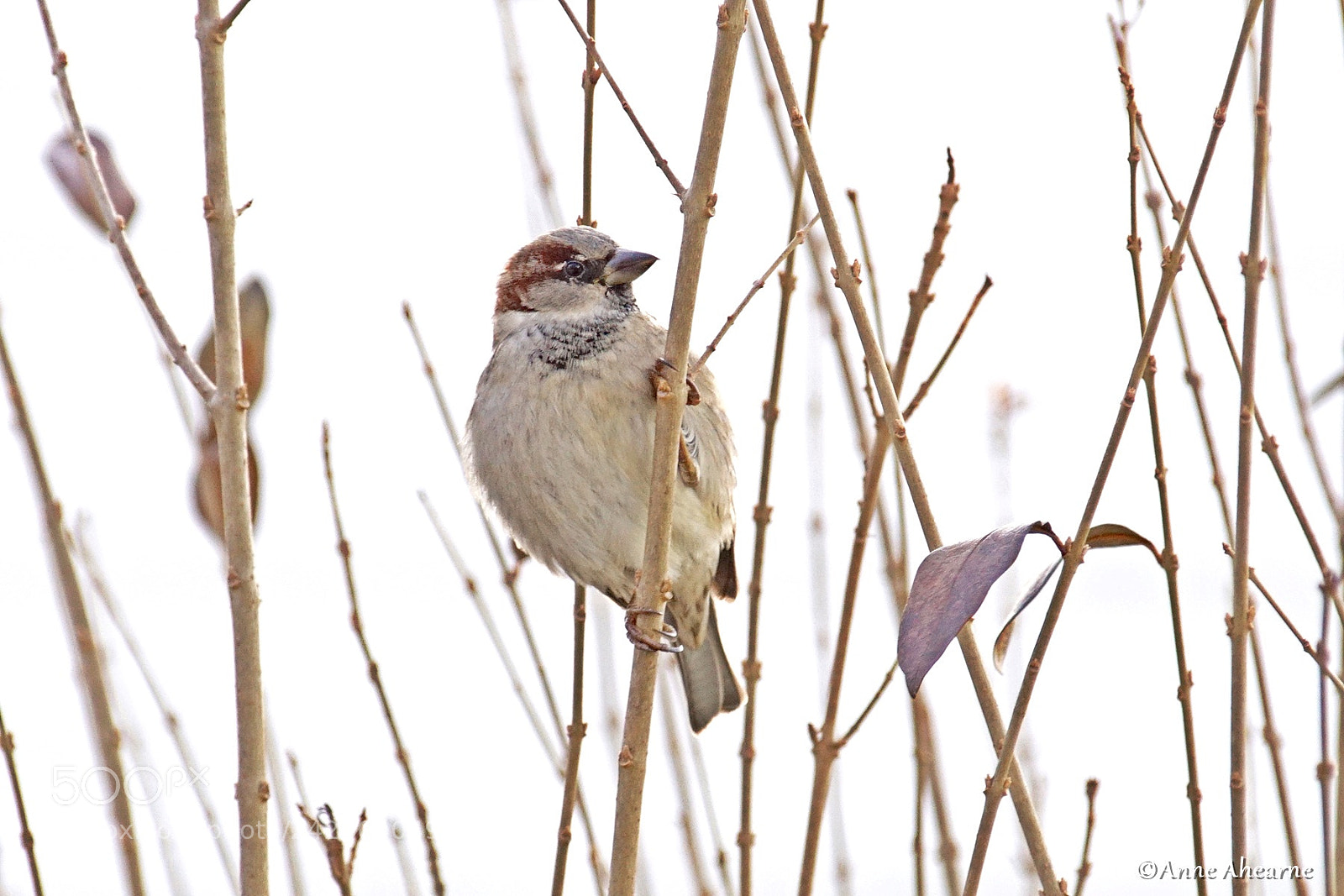 Sony ILCA-77M2 sample photo. House sparrow photography