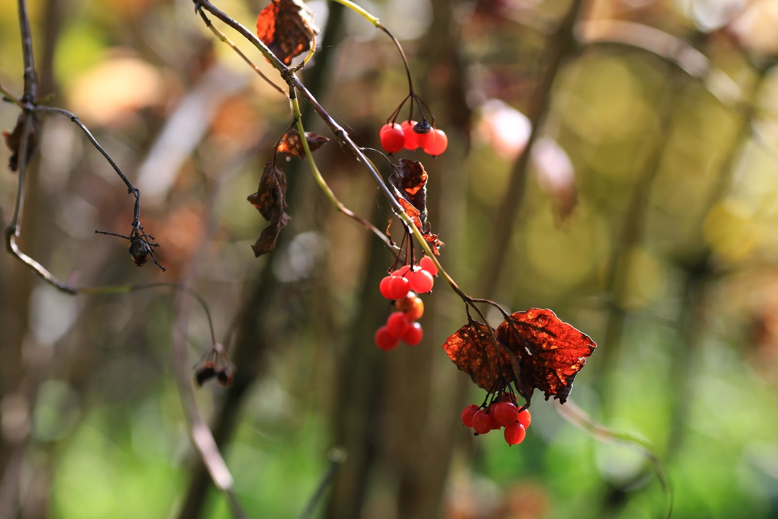 Canon EOS 6D + Canon EF 135mm F2L USM sample photo. Autumn photography