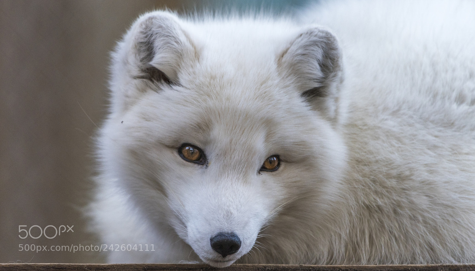 Nikon D810 sample photo. Arctic fox vulpes lagopus photography