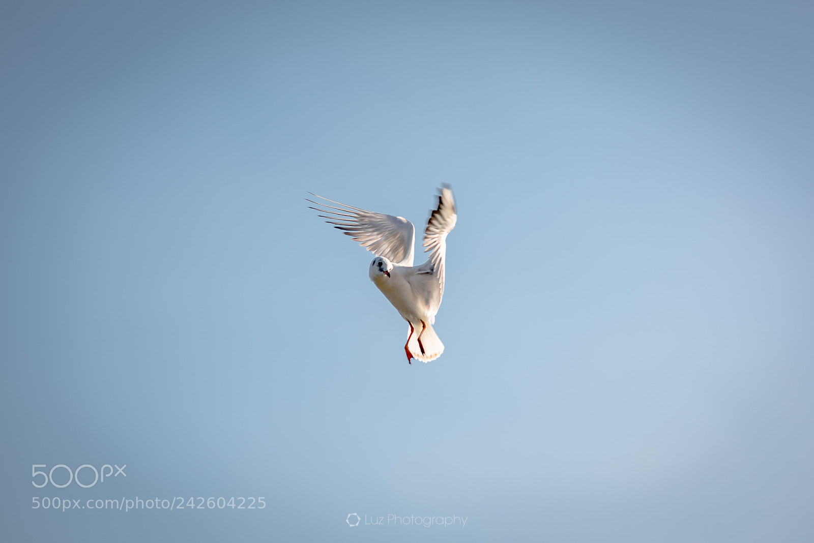 Nikon D810 sample photo. Who called me? photography