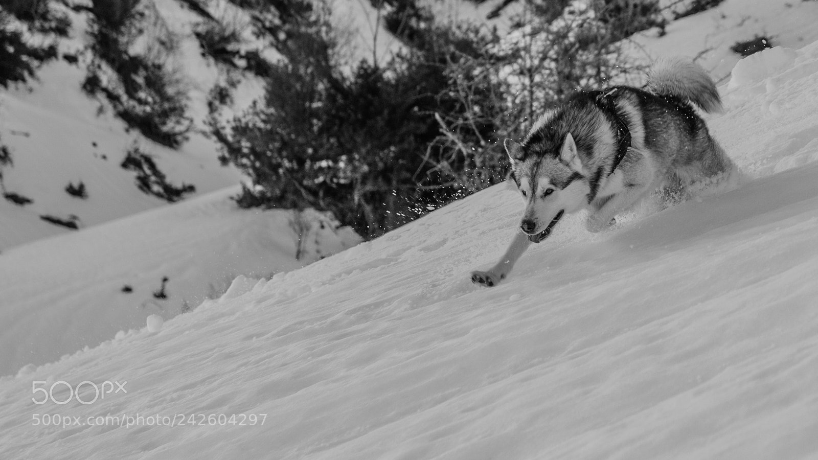 Nikon D5100 sample photo. Husky photography