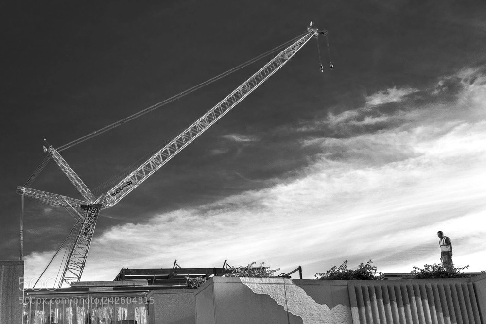 Nikon D850 sample photo. Giant crane photography