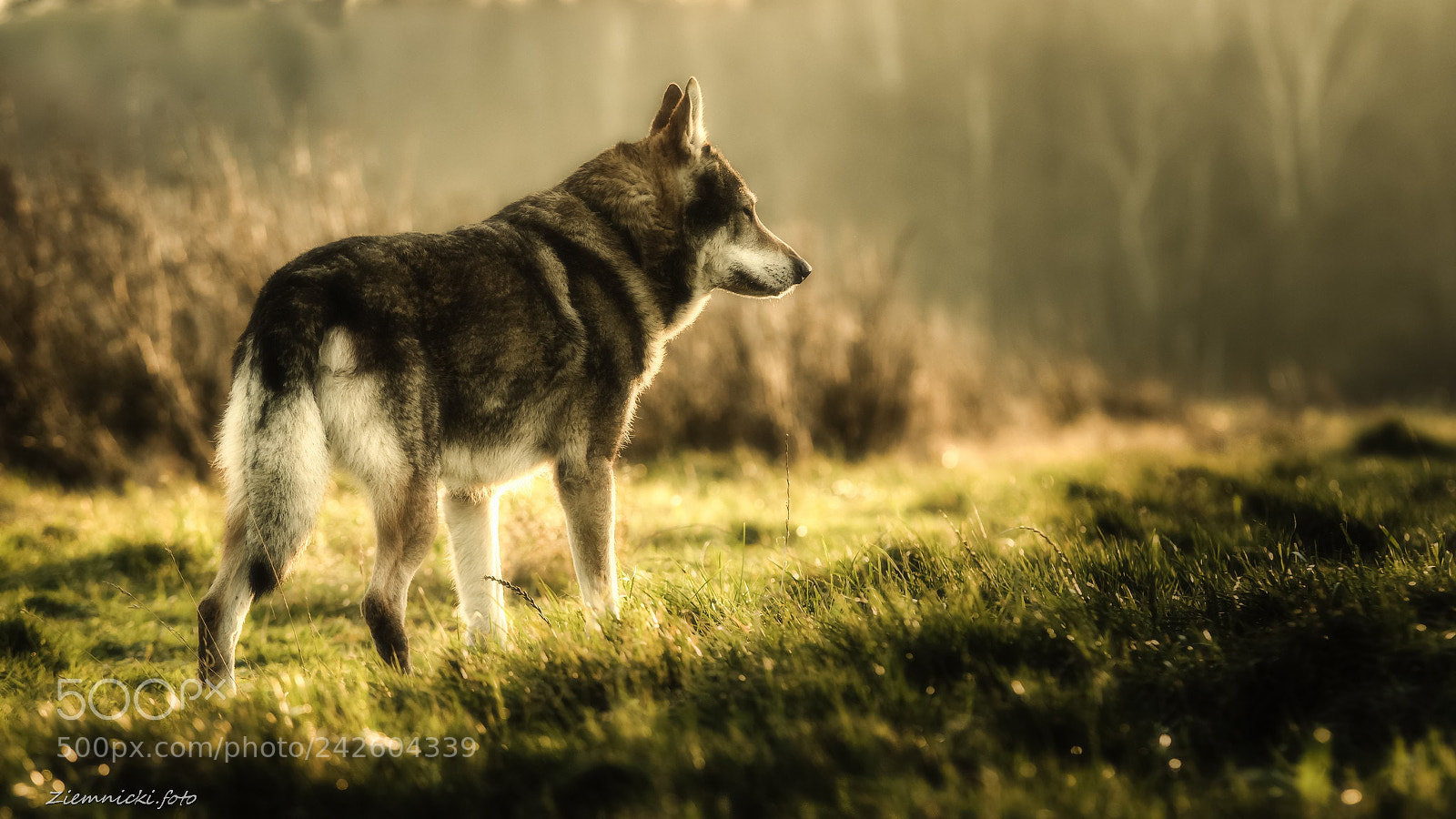 Pentax K-3 sample photo. Gimi the dreamer photography
