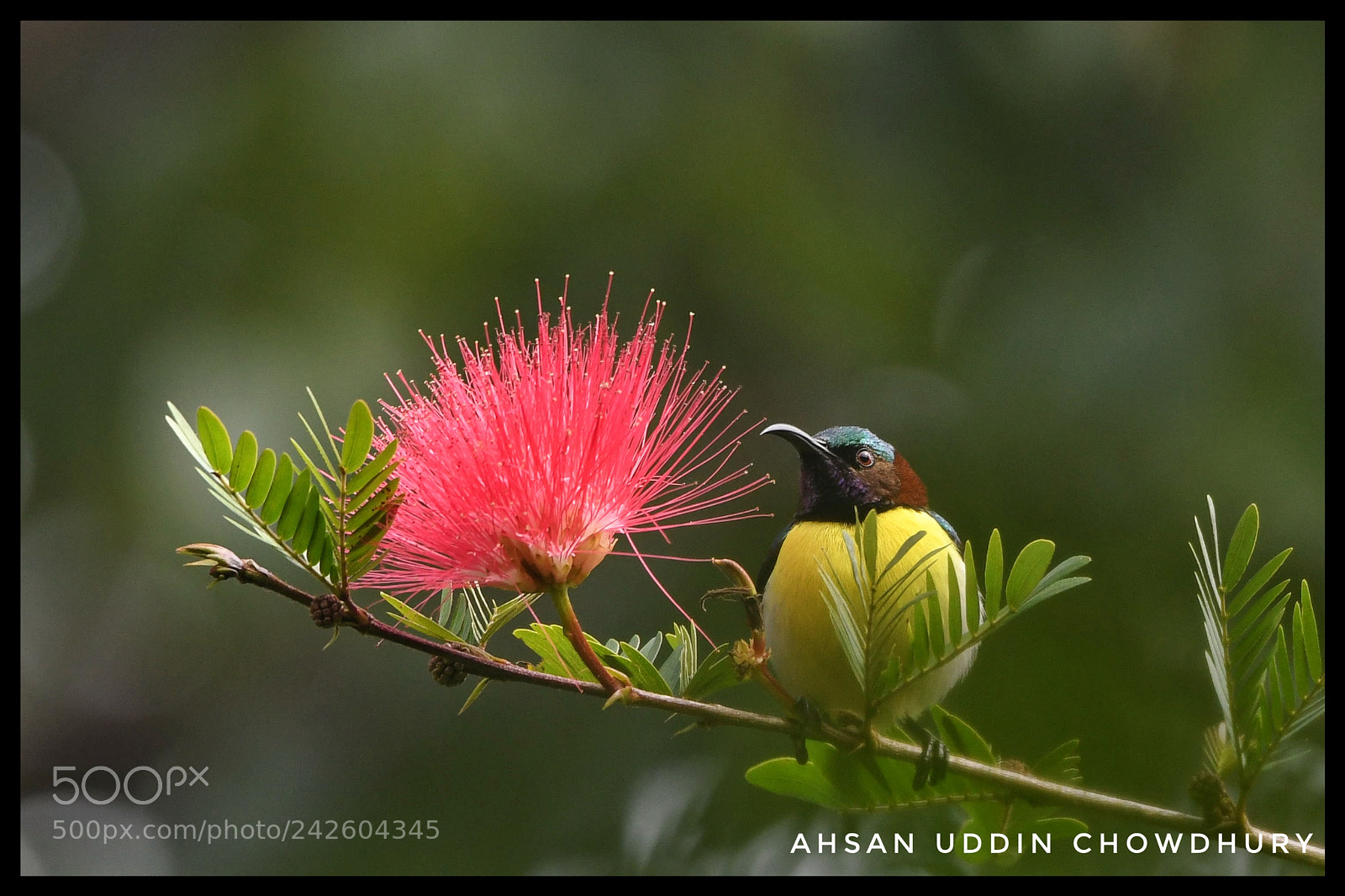Nikon D500 sample photo. Purple-rumped sunbird photography