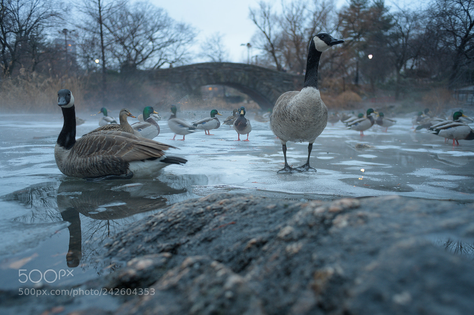 Nikon D850 sample photo. Gapstow bridge winter photography