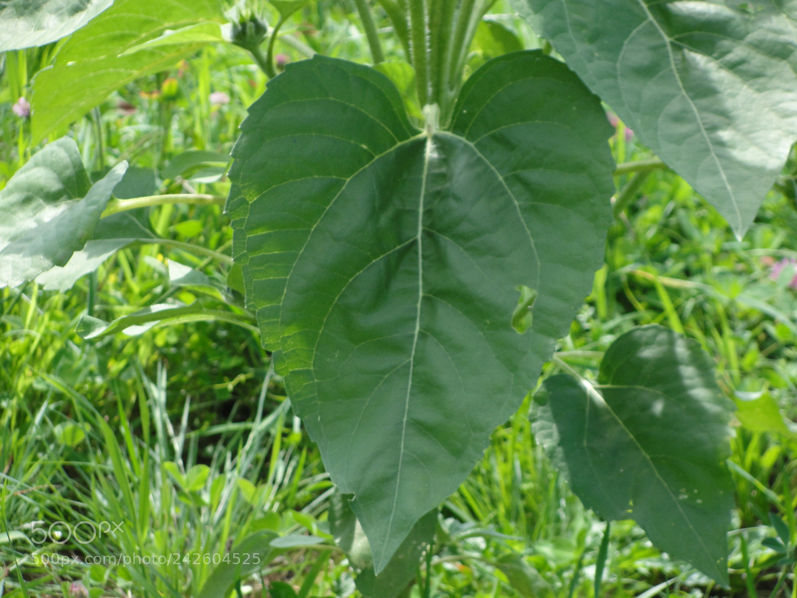 Sony Cyber-shot DSC-H20 sample photo. Heart shaped leaves photography