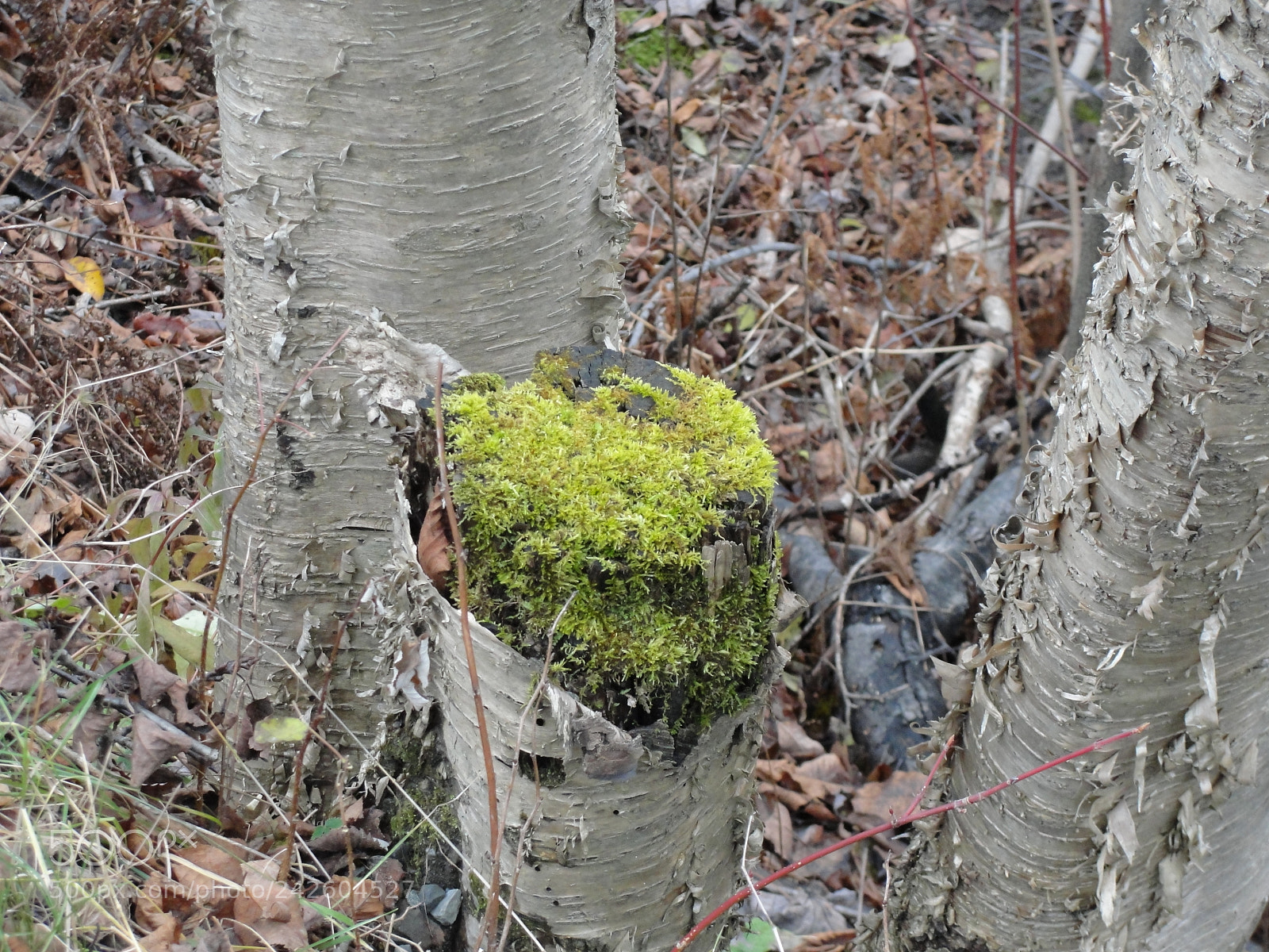 Sony Cyber-shot DSC-H20 sample photo. Heart shaped mossy tree photography
