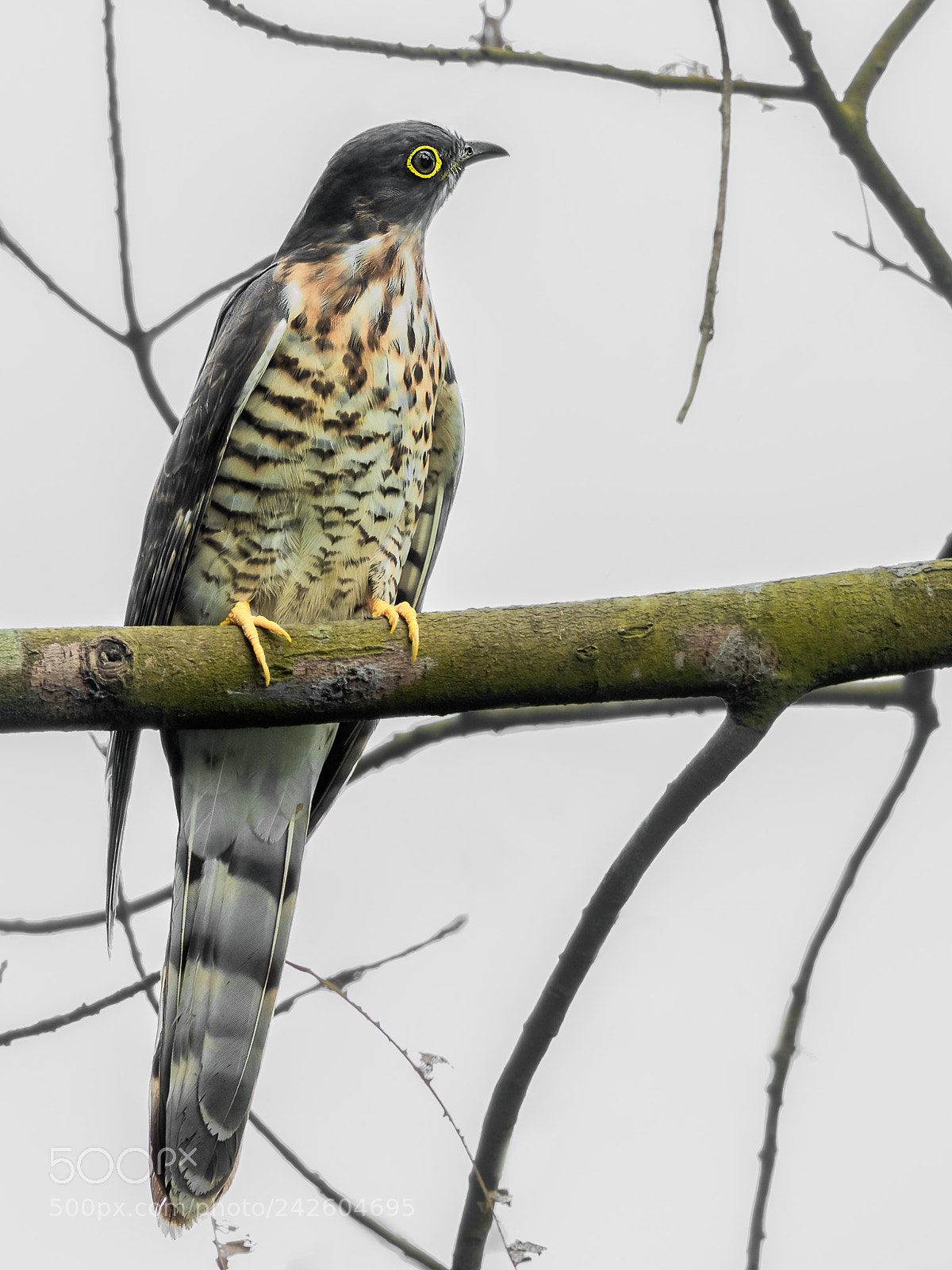 Nikon D850 sample photo. Large hawk-cuckoo @ sentosa photography