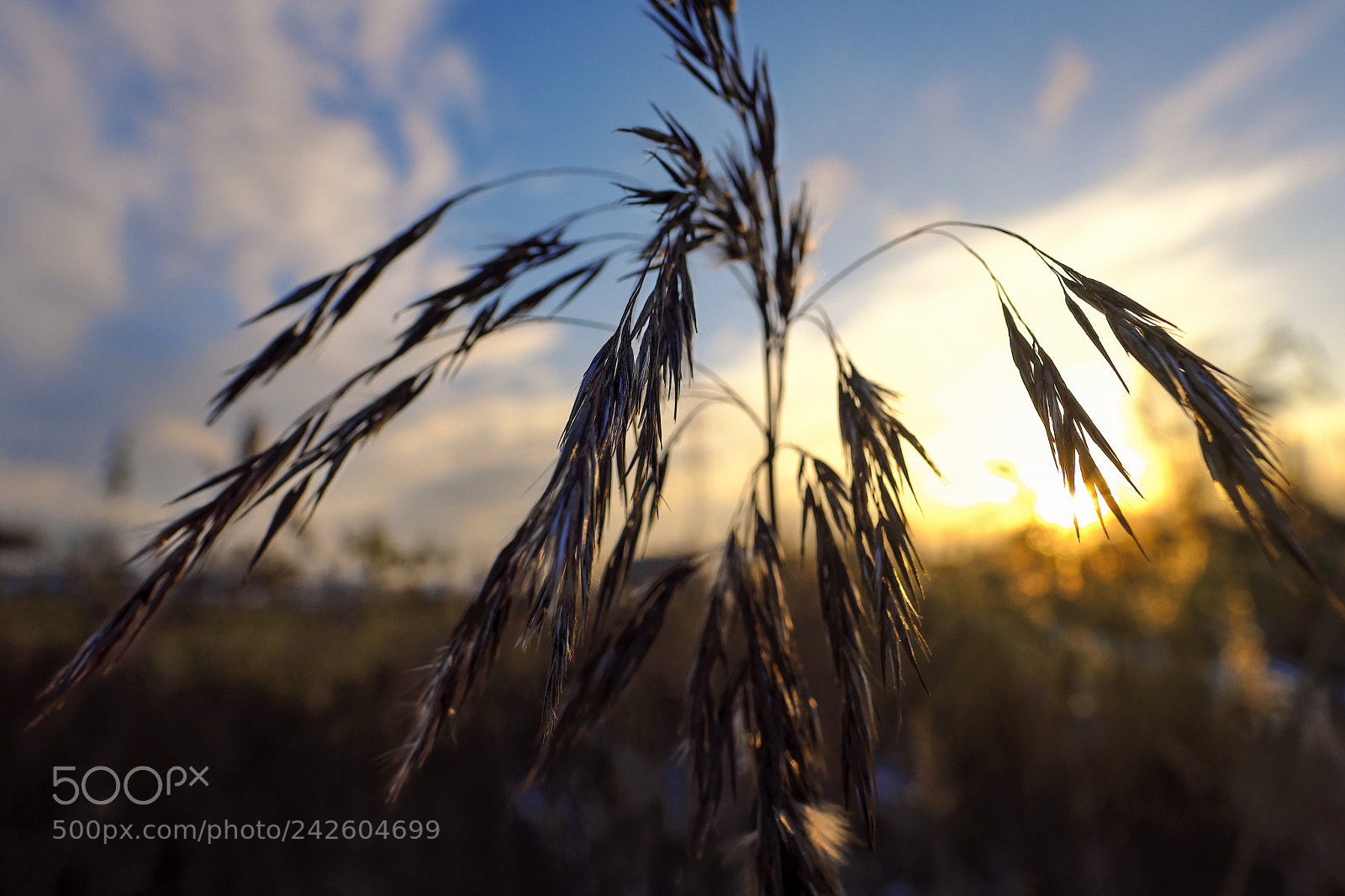 Fujifilm X-T20 sample photo. .... photography