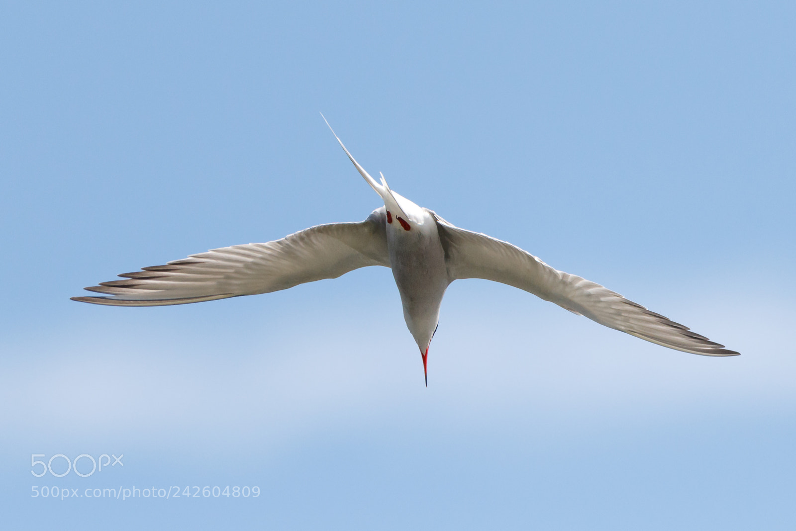 Canon EOS 7D Mark II sample photo. Common tern photography