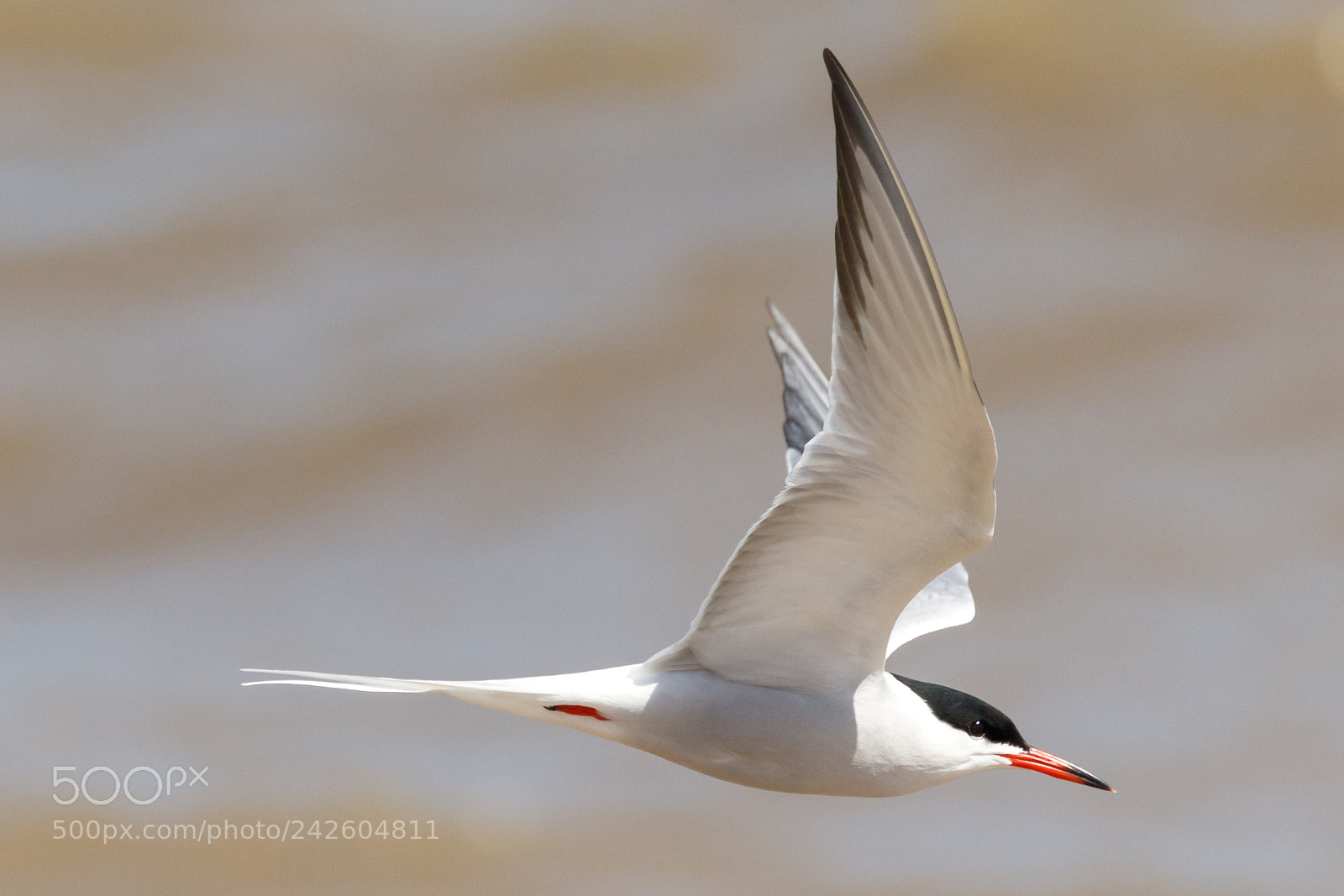Canon EOS 7D Mark II sample photo. Common tern photography