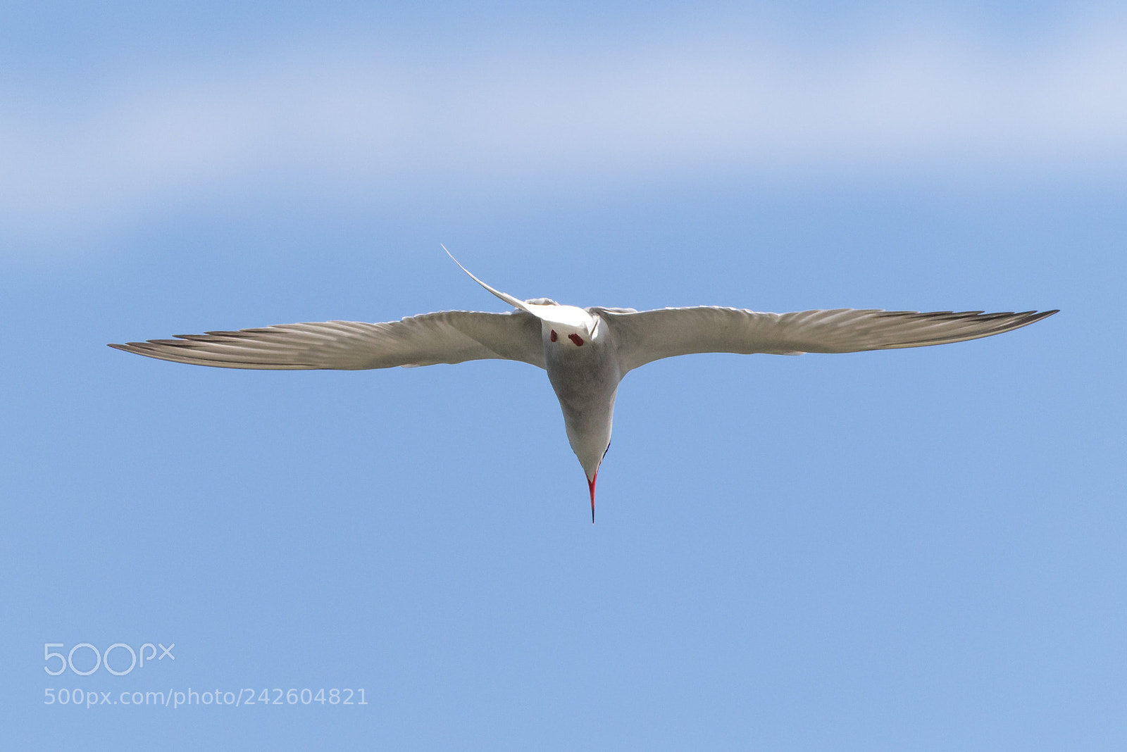 Canon EOS 7D Mark II sample photo. Common tern photography