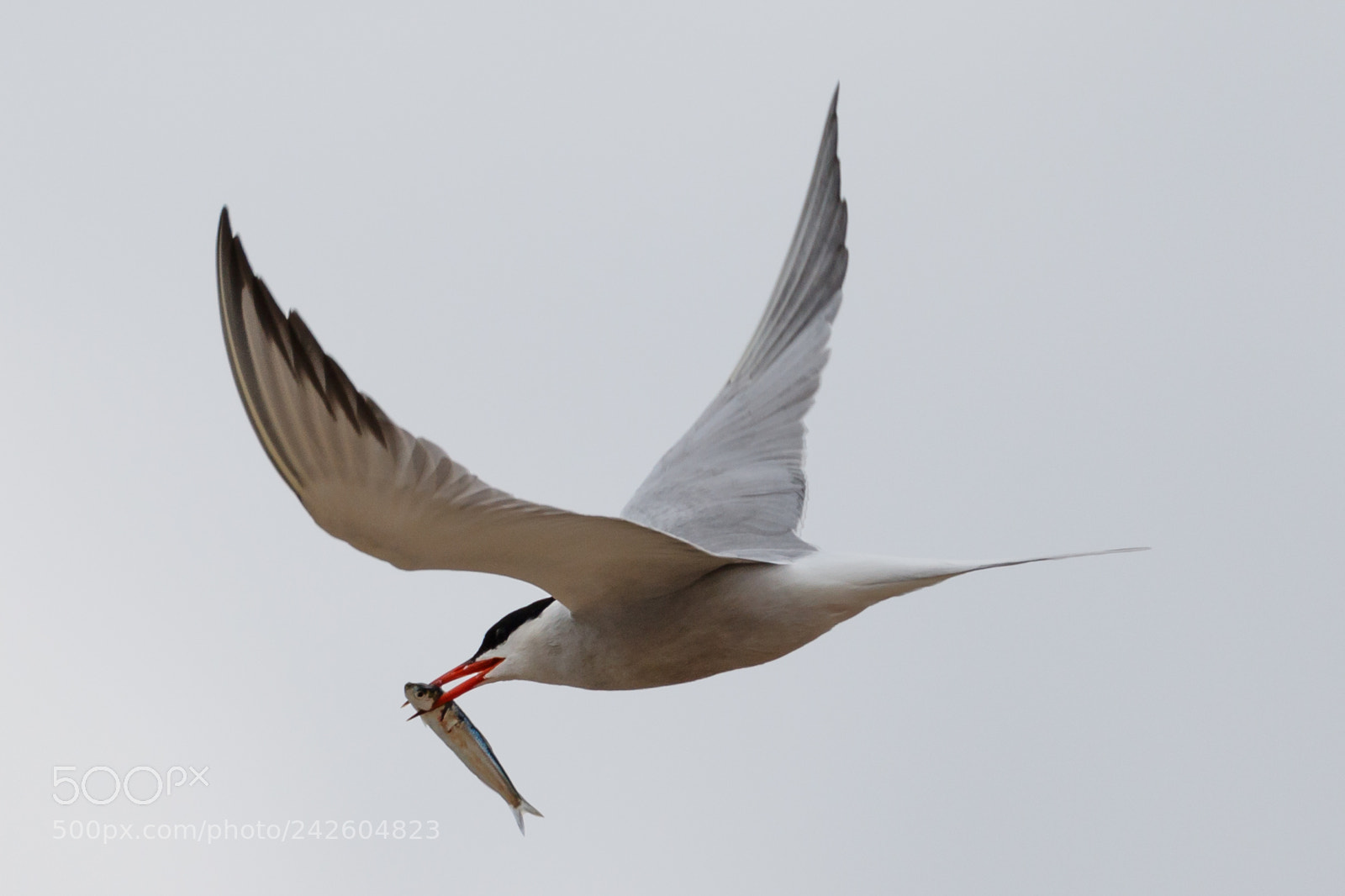 Canon EOS 7D Mark II sample photo. Common tern photography