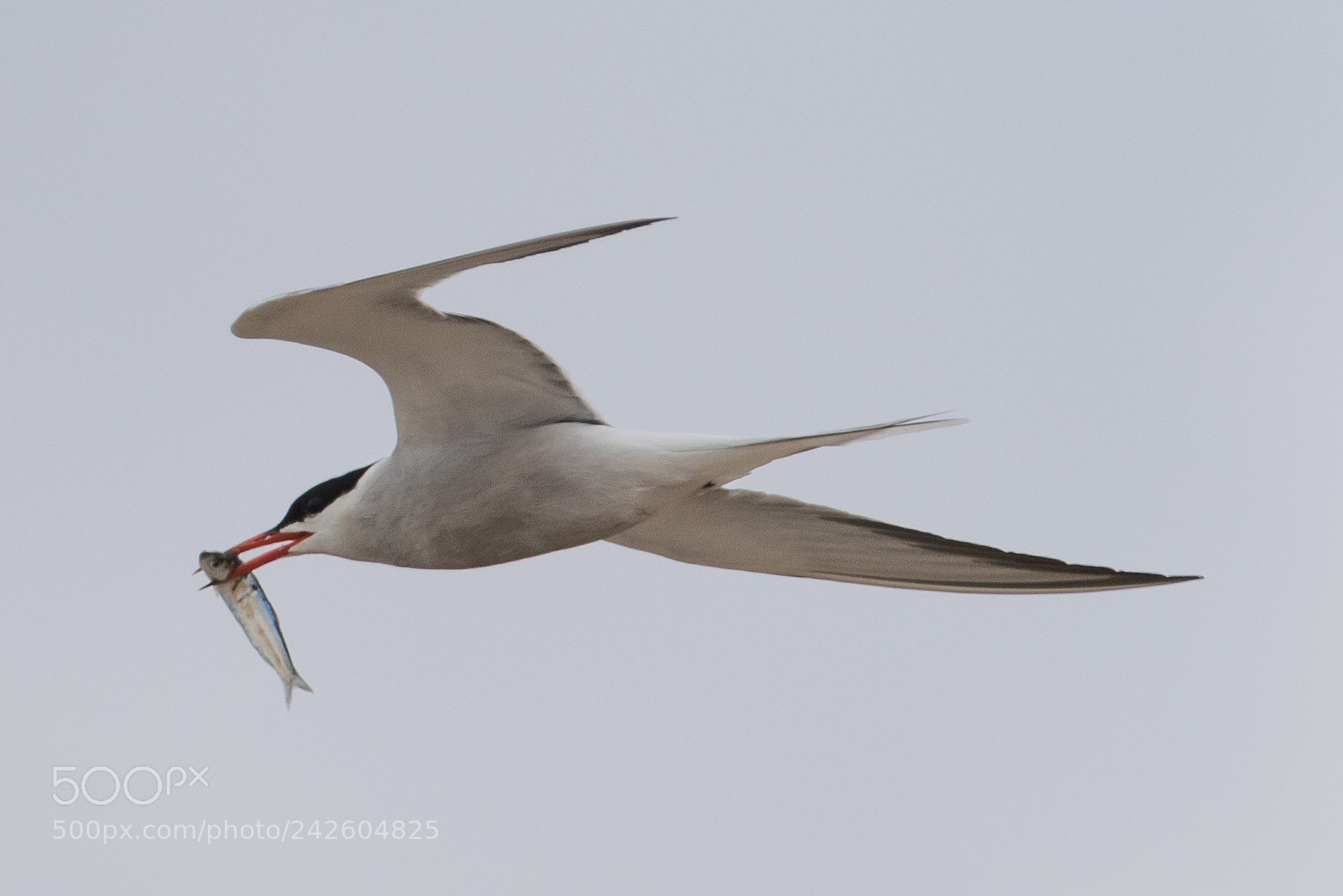 Canon EOS 7D Mark II sample photo. Common tern photography
