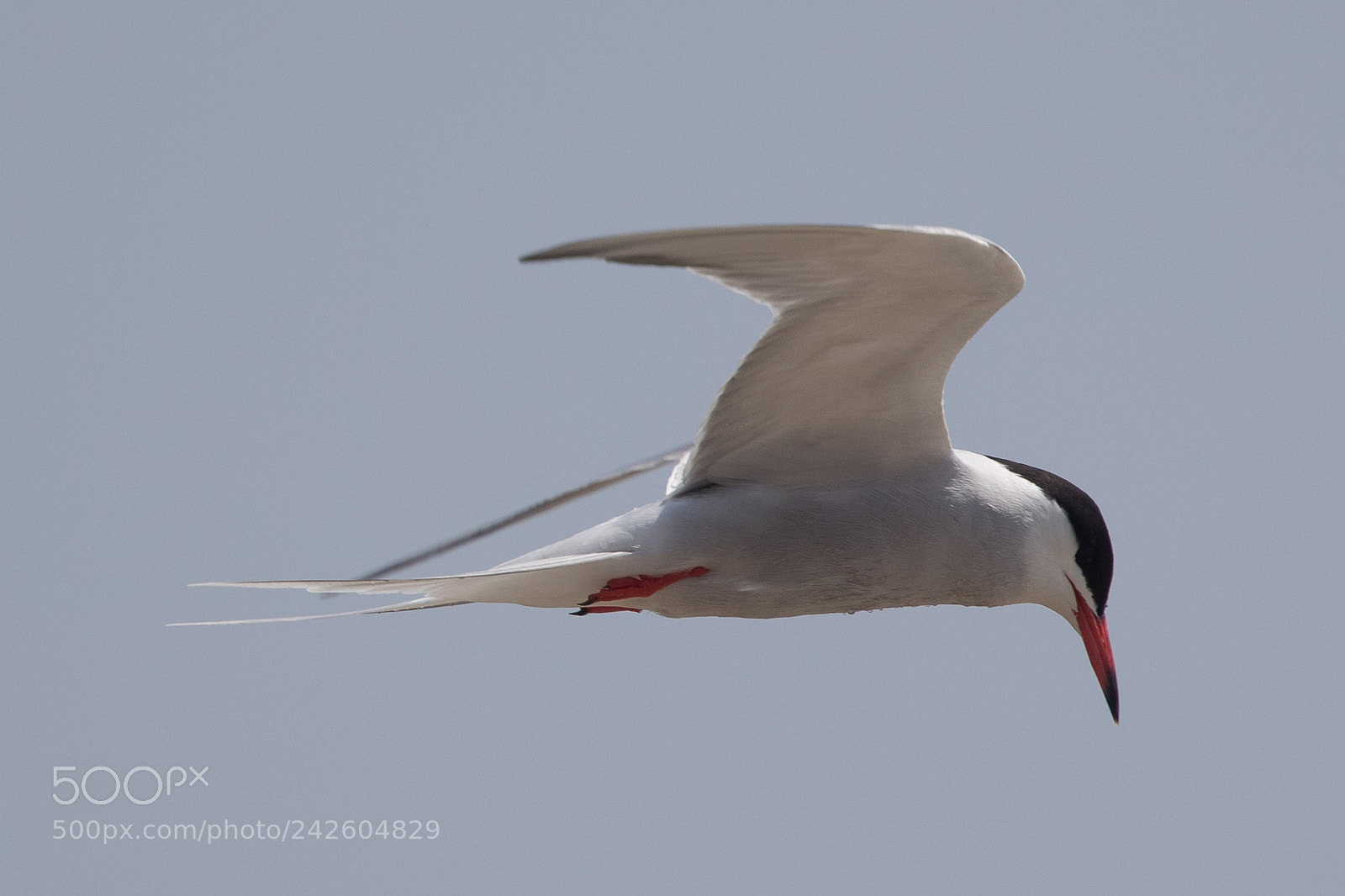 Canon EOS-1D X Mark II sample photo. Common tern photography