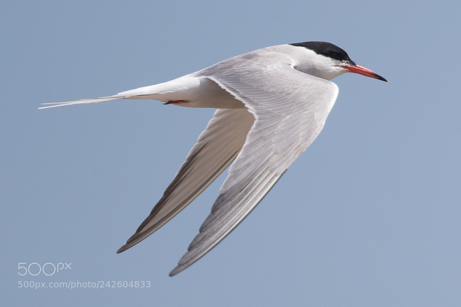 Canon EOS-1D X Mark II sample photo. Common tern photography