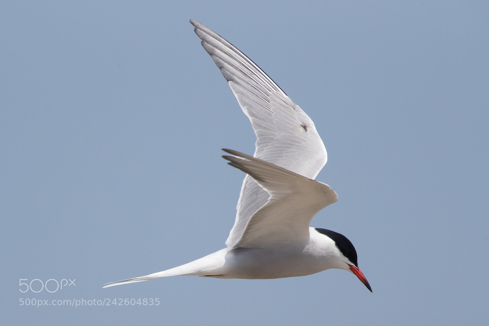 Canon EOS-1D X Mark II sample photo. Common tern photography