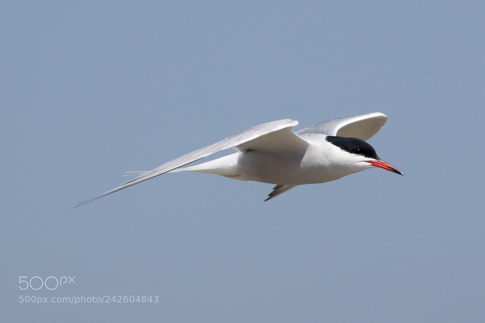 Canon EOS-1D X Mark II sample photo. Common tern photography