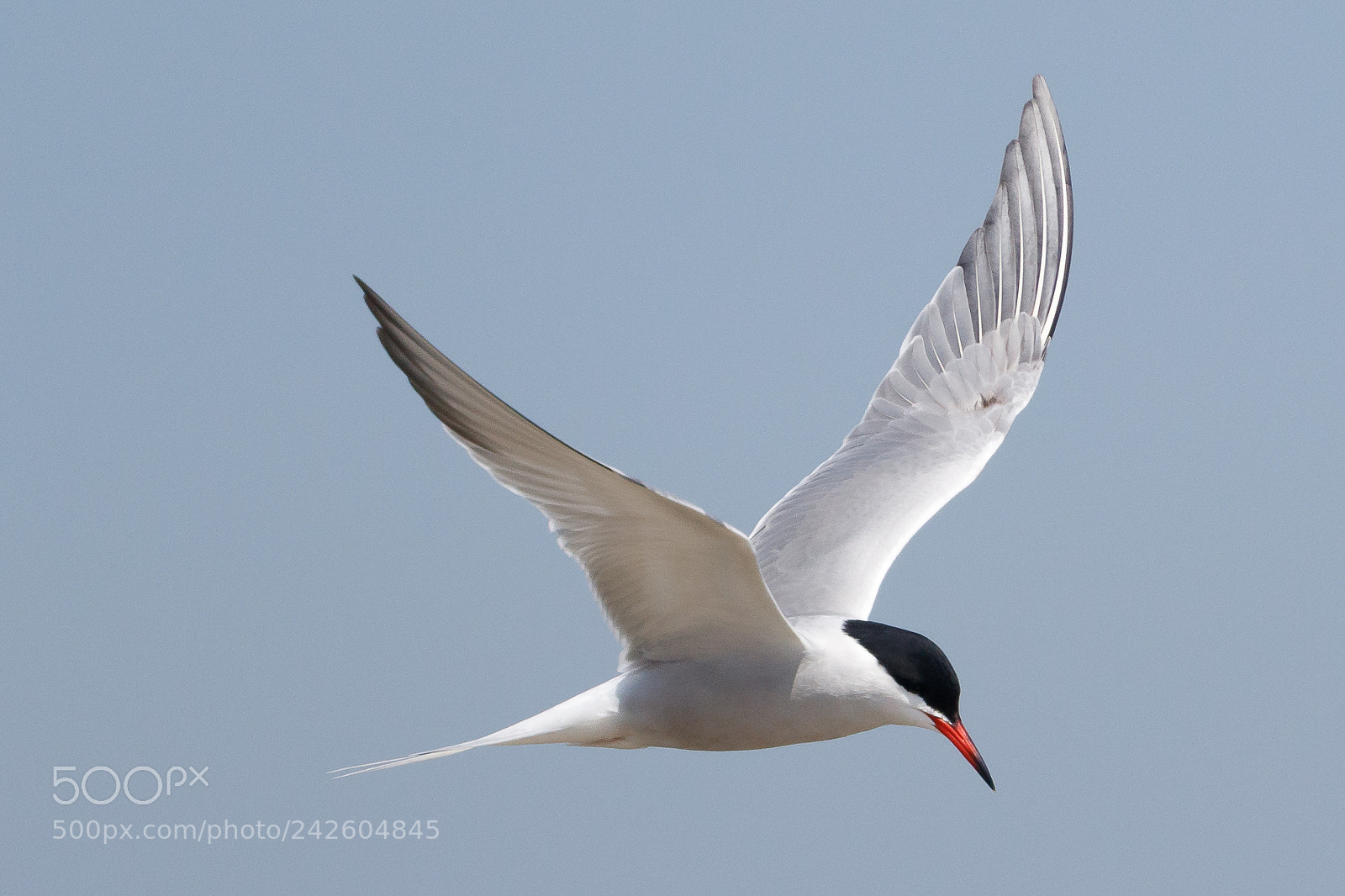 Canon EOS-1D X Mark II sample photo. Common tern photography