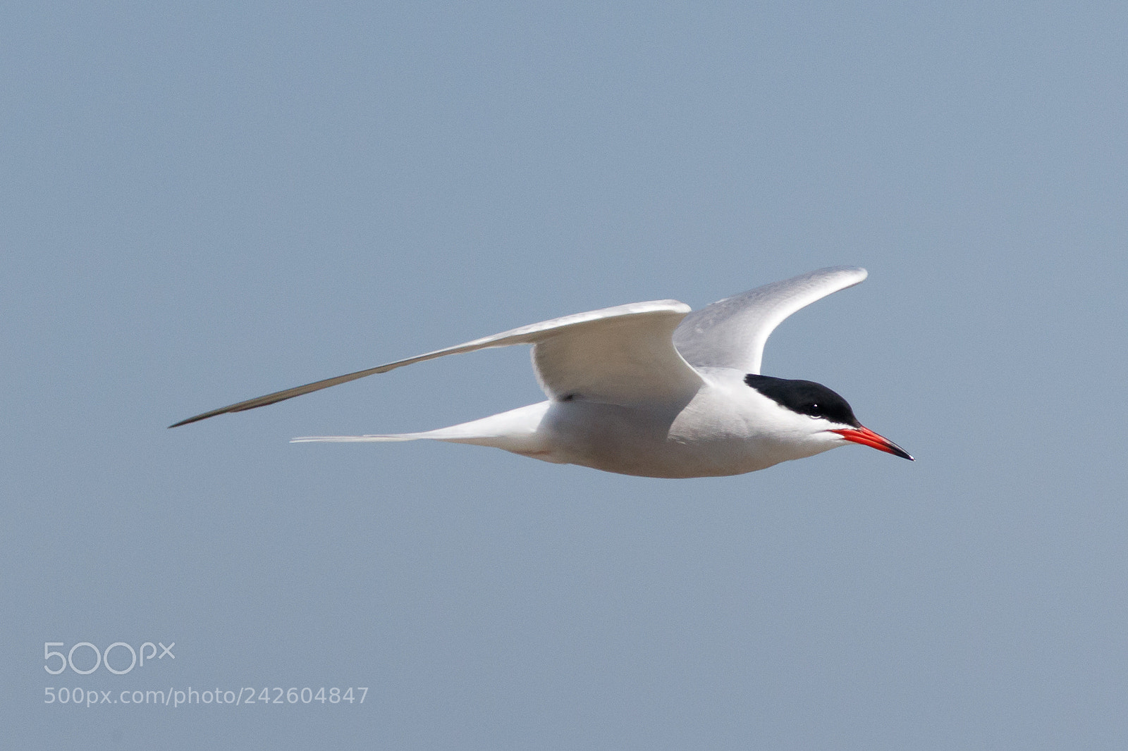 Canon EOS-1D X Mark II sample photo. Common tern photography