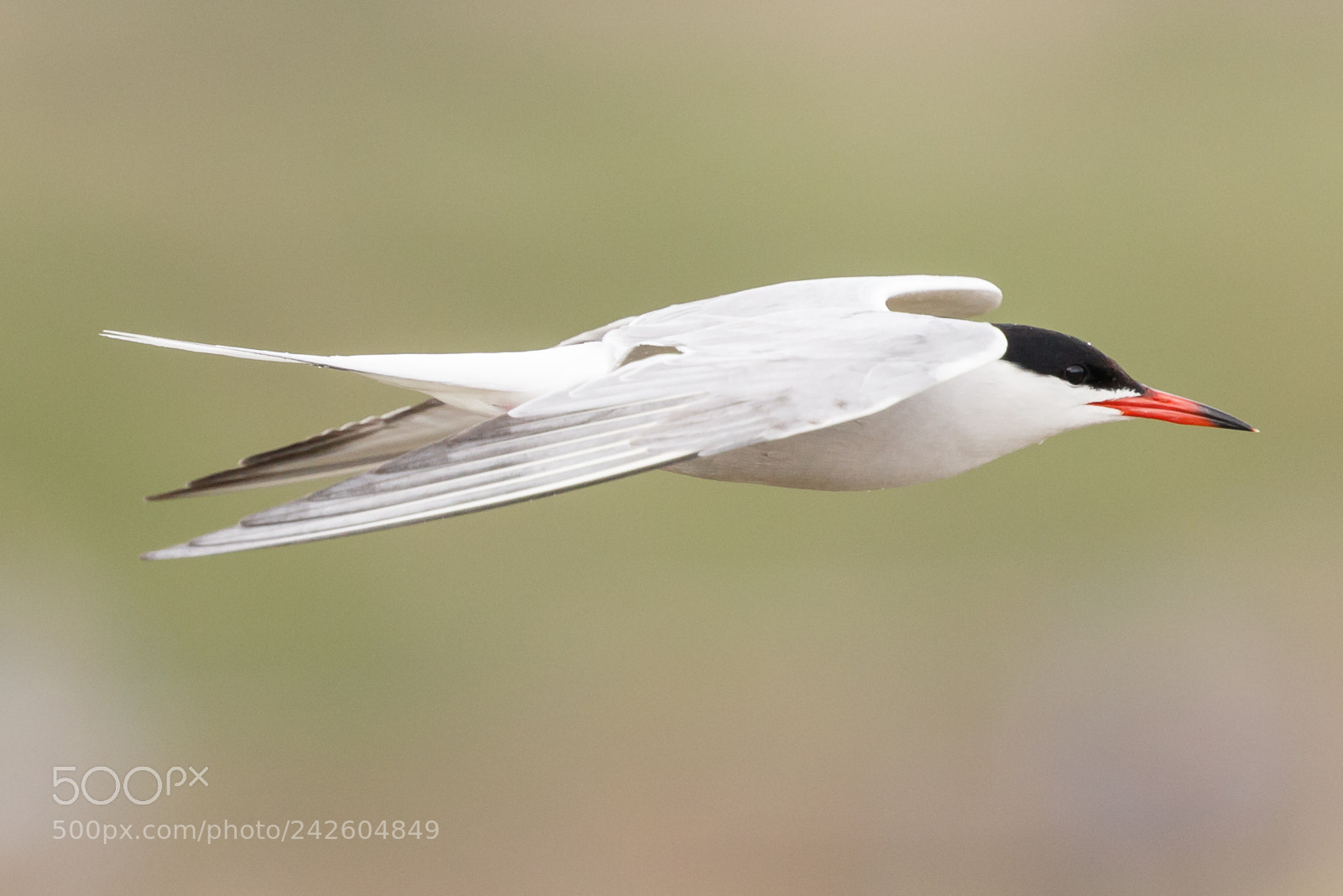 Canon EOS 7D Mark II sample photo. Common tern photography
