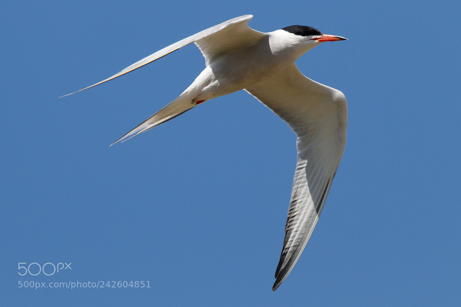Canon EOS 7D Mark II sample photo. Common tern photography