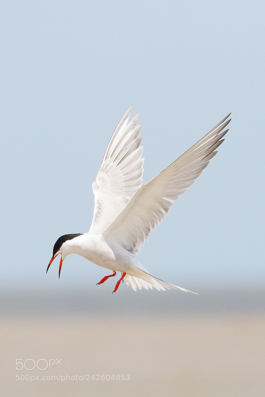 Canon EOS 7D Mark II sample photo. Common tern photography