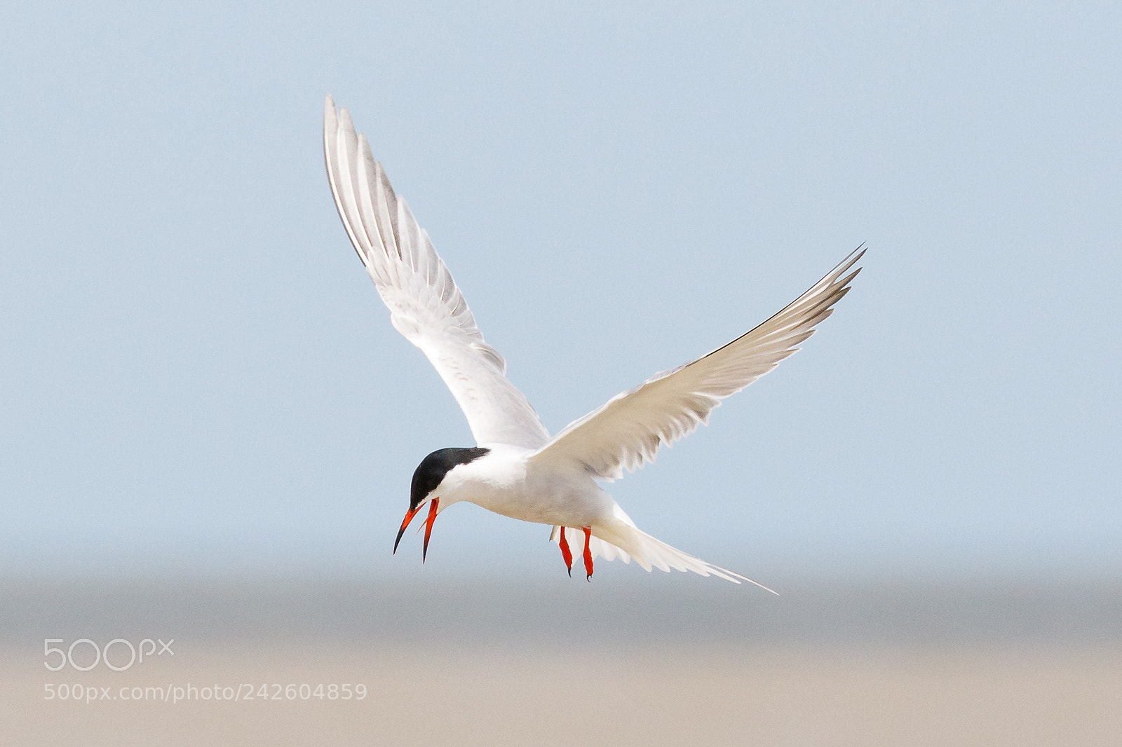 Canon EOS 7D Mark II sample photo. Common tern photography