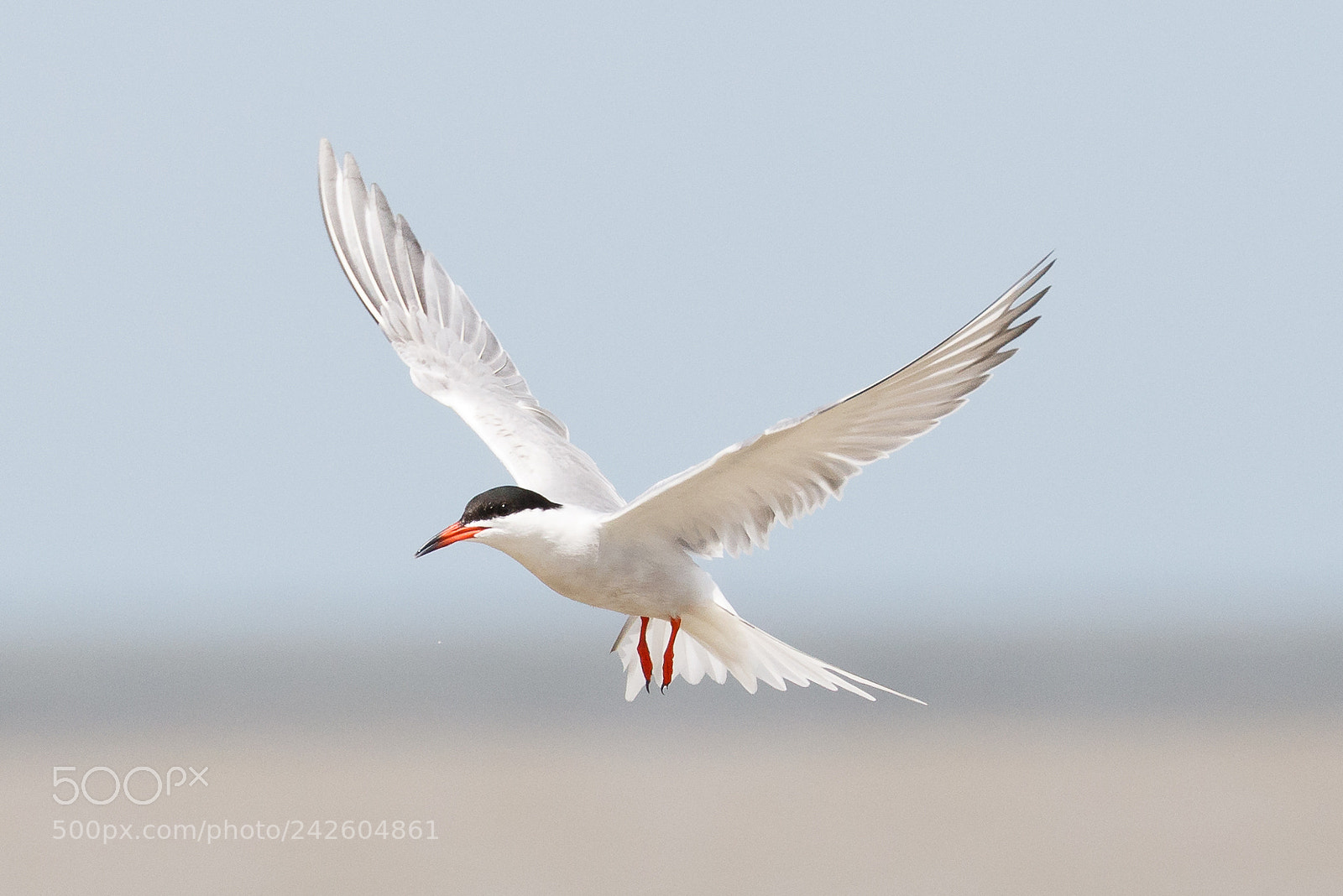 Canon EOS 7D Mark II sample photo. Common tern photography