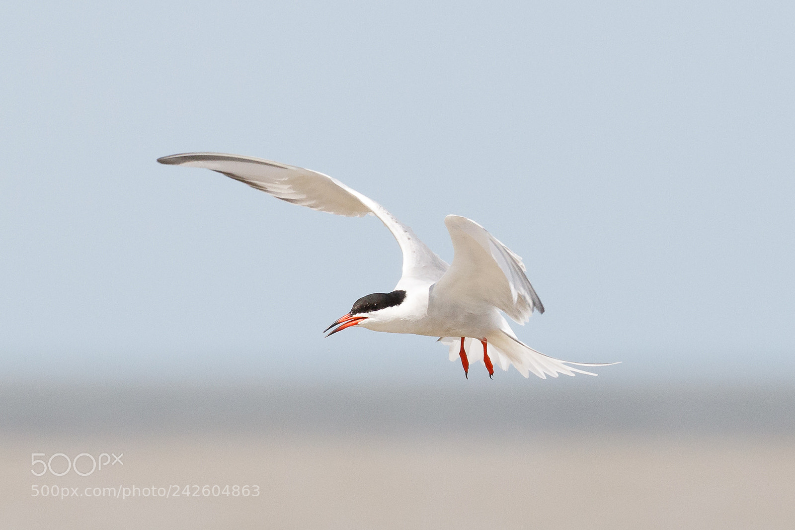 Canon EOS 7D Mark II sample photo. Common tern photography