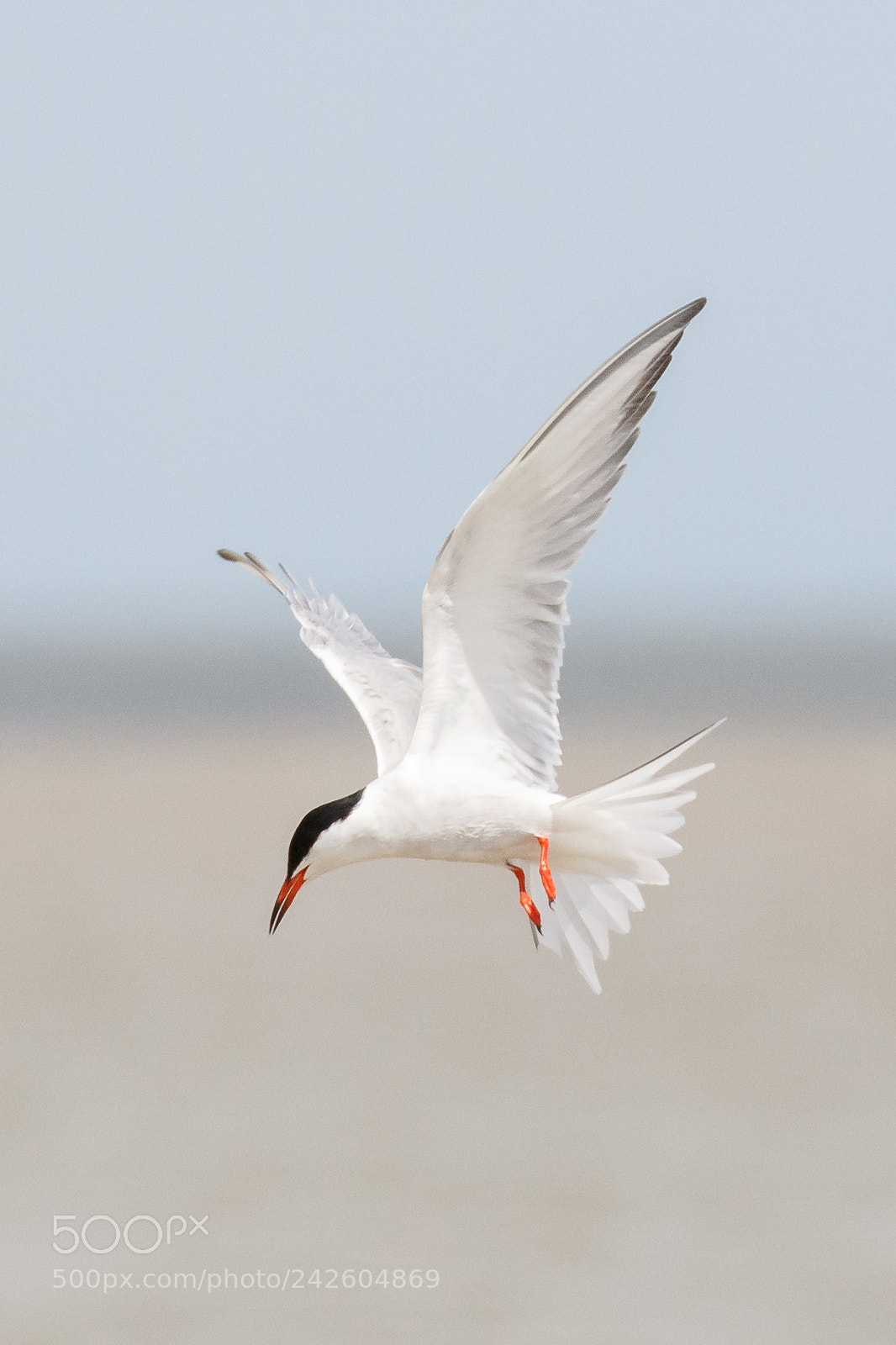 Canon EOS 7D Mark II sample photo. Common tern photography