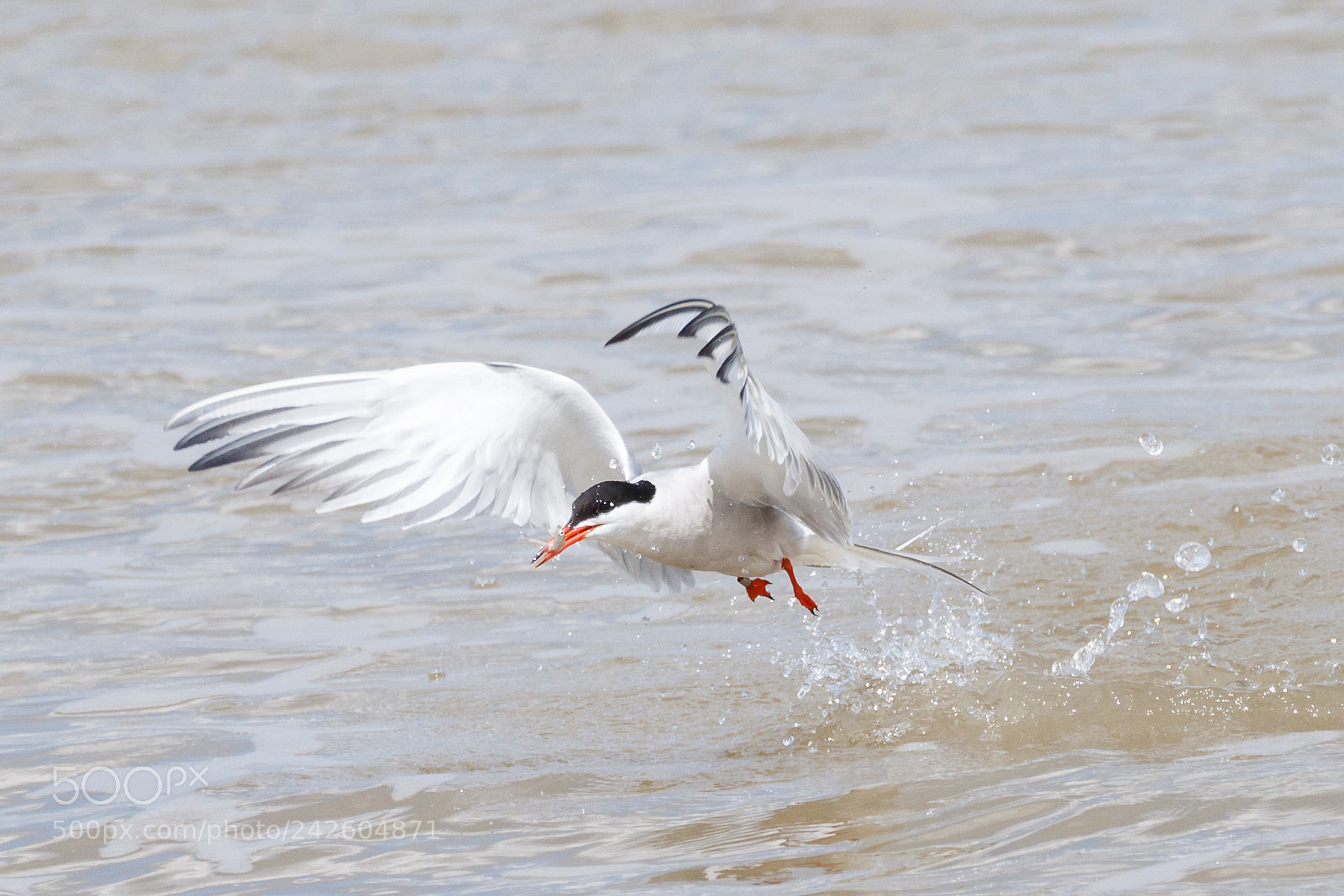 Canon EOS 7D Mark II sample photo. Common tern photography