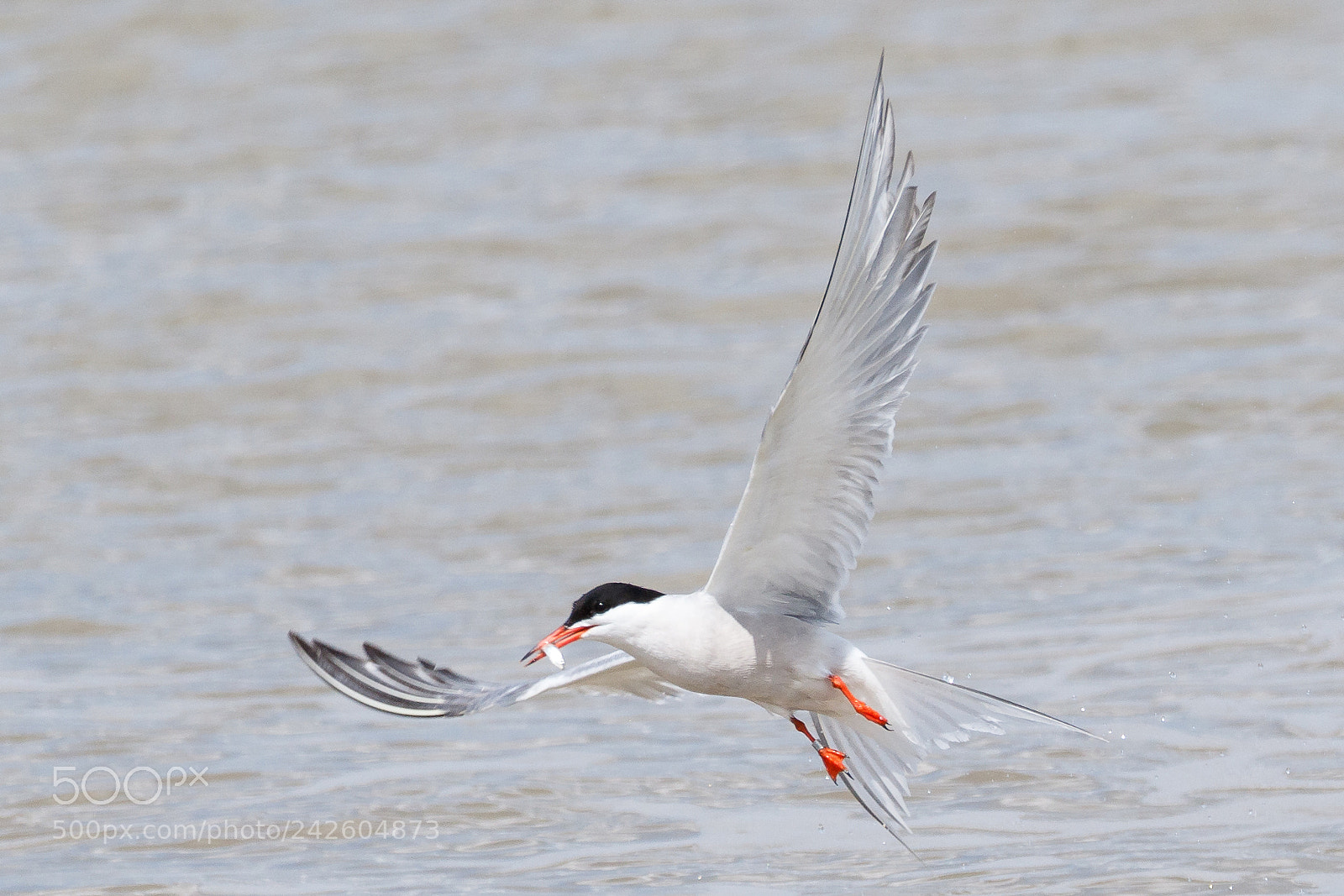 Canon EOS 7D Mark II sample photo. Common tern photography