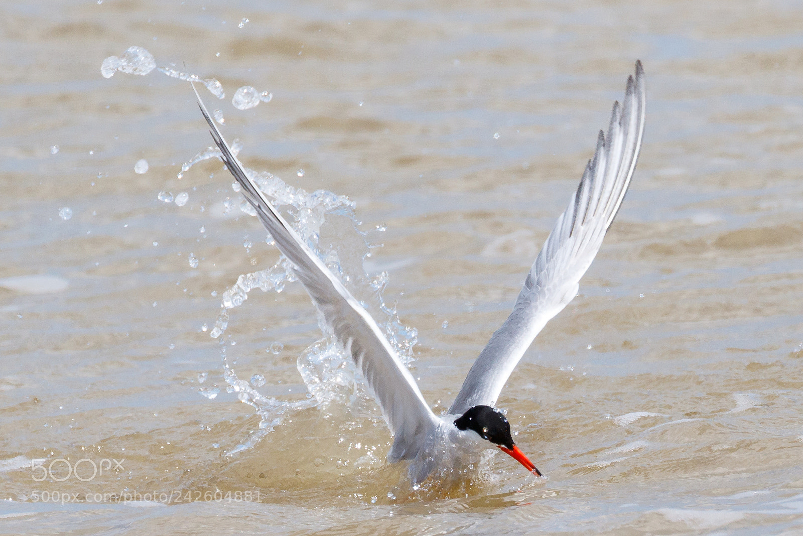 Canon EOS 7D Mark II sample photo. Common tern photography