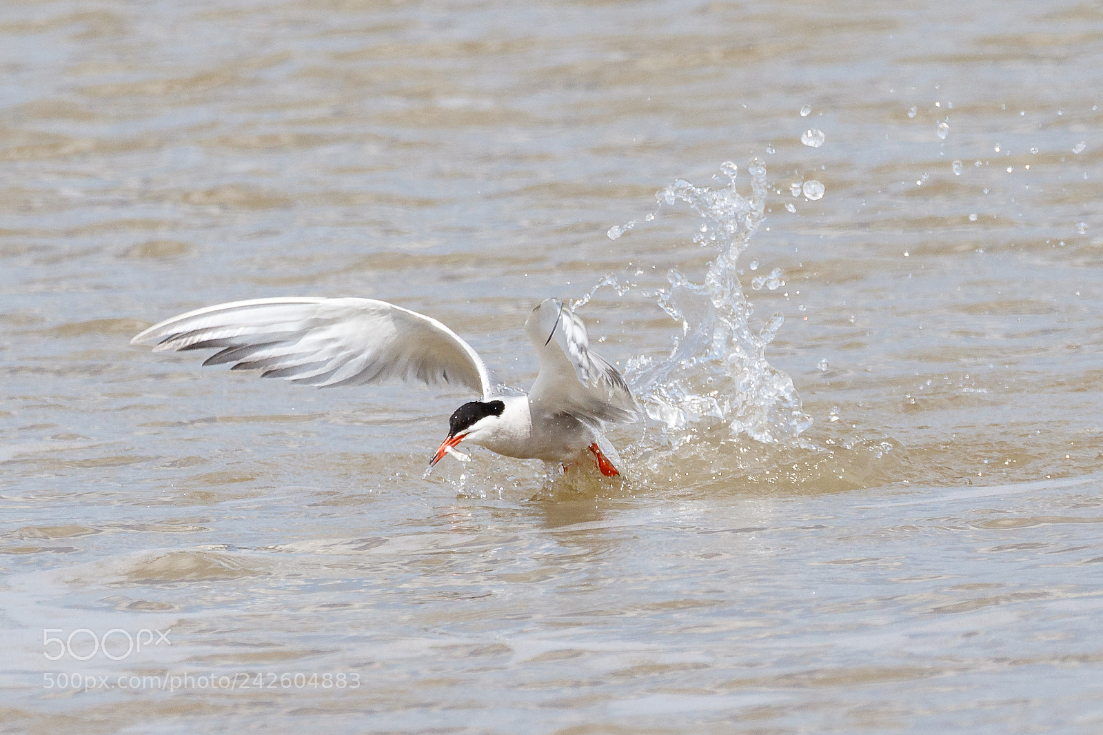 Canon EOS 7D Mark II sample photo. Common tern photography