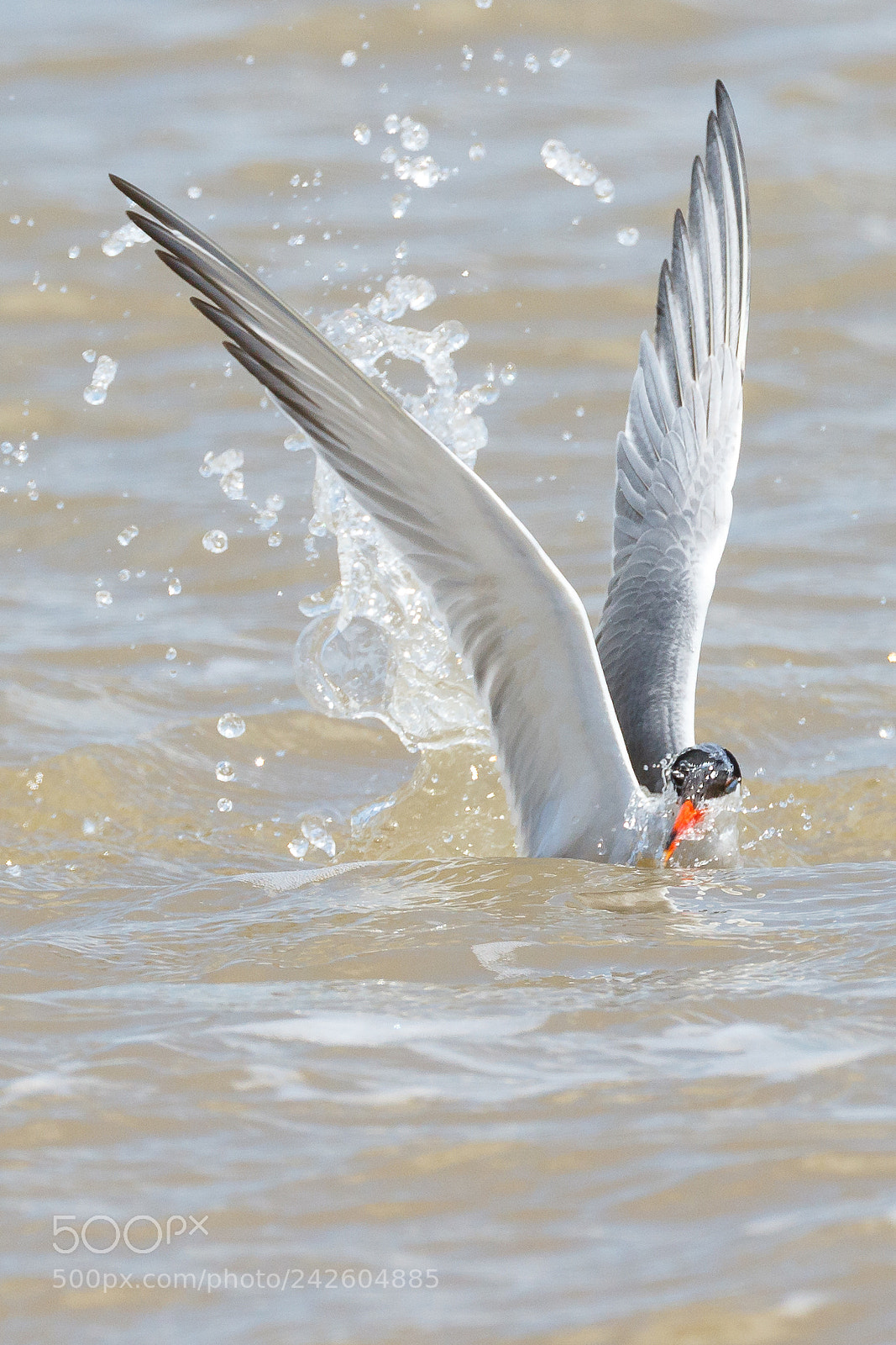 Canon EOS 7D Mark II sample photo. Common tern photography